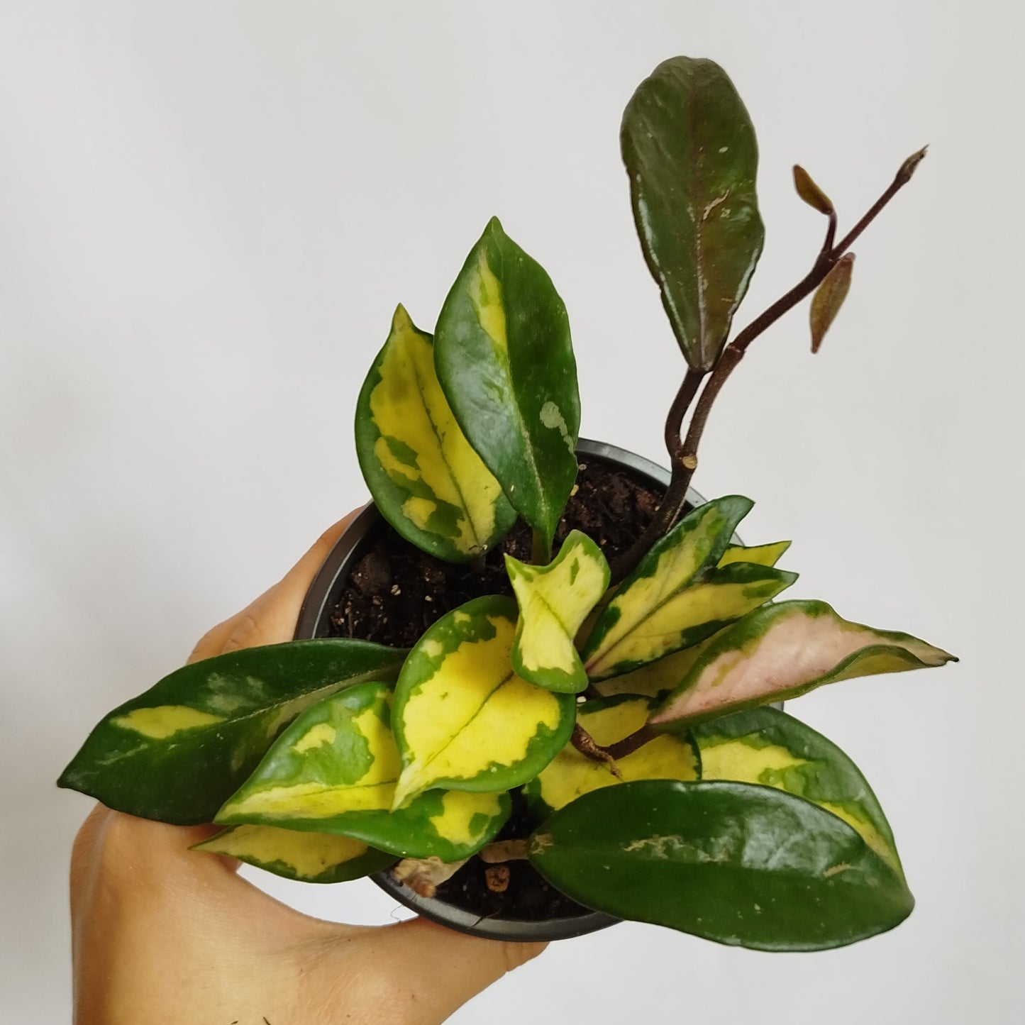 Hoya Carnosa Tricolor