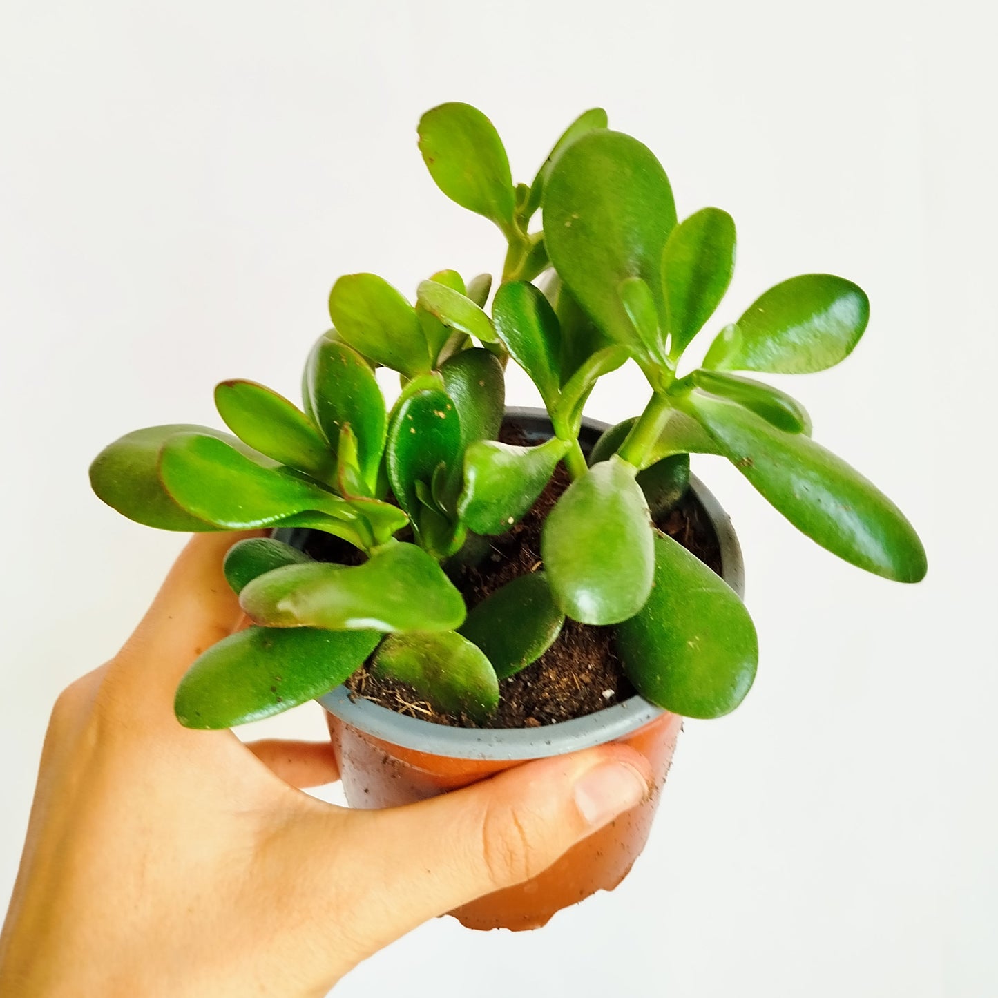 Crassula Ovata Jade