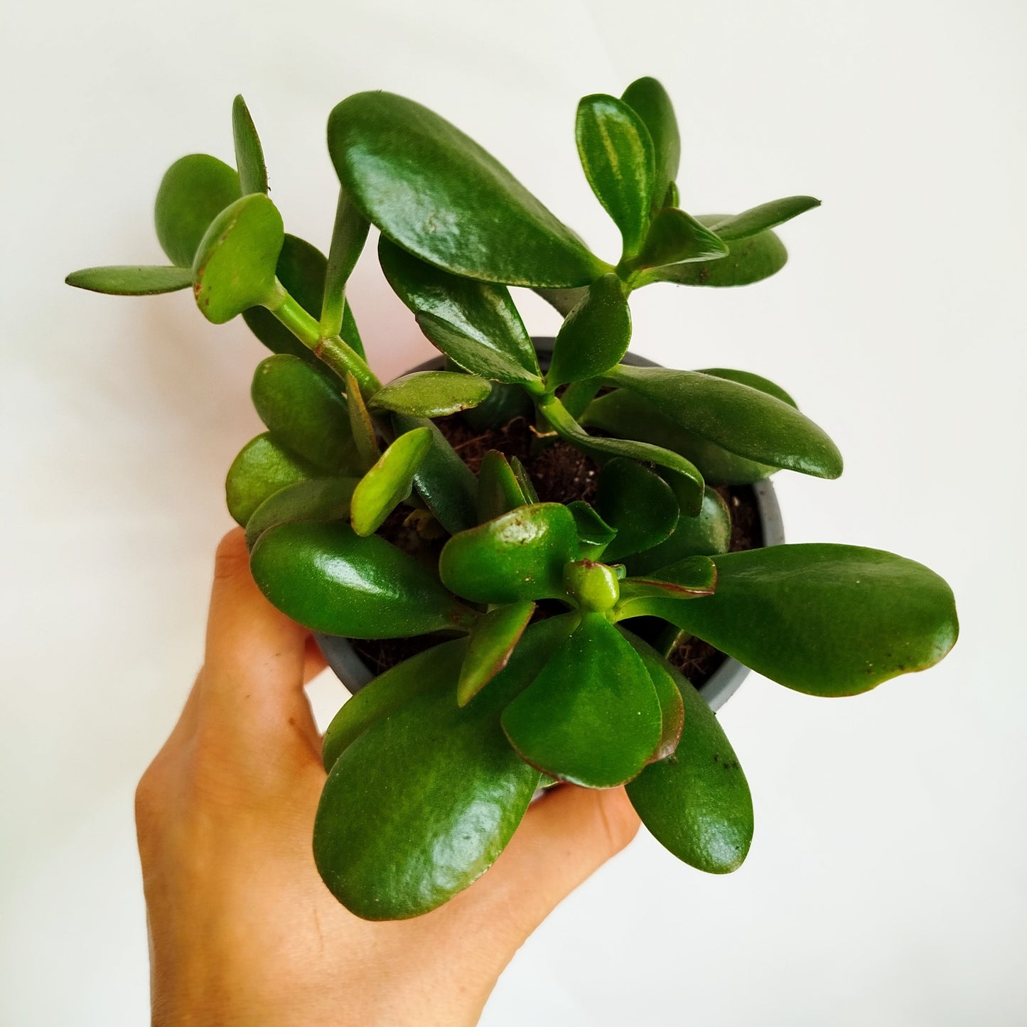 Crassula Ovata - Planta de Jade