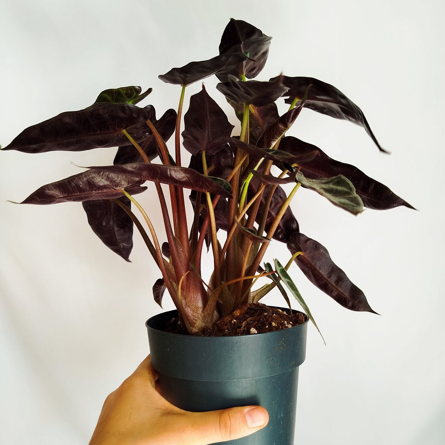 Alocasia Bambino Arrow
