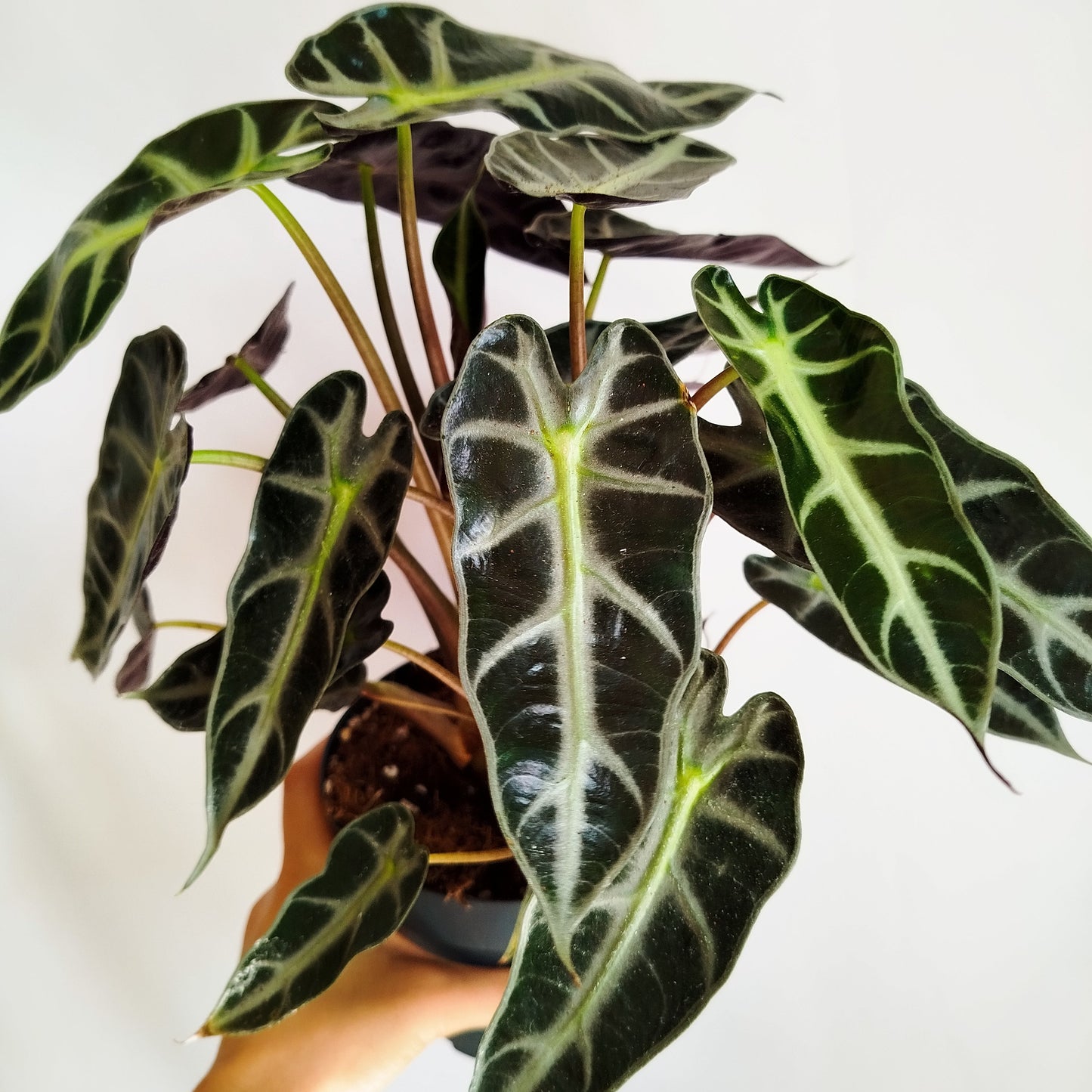 Alocasia Bambino Arrow