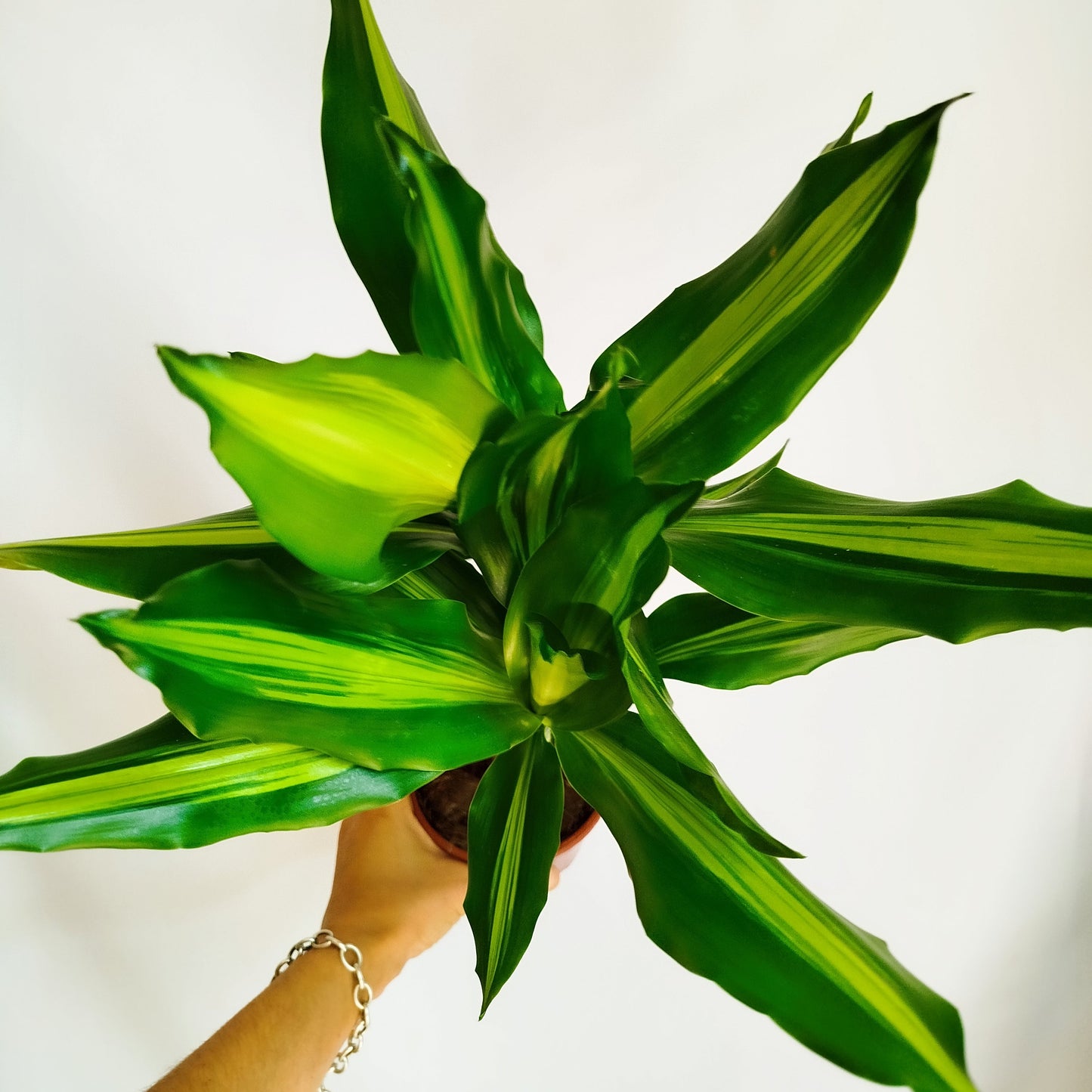 Dracaena Fragans - Tronco de Brasil