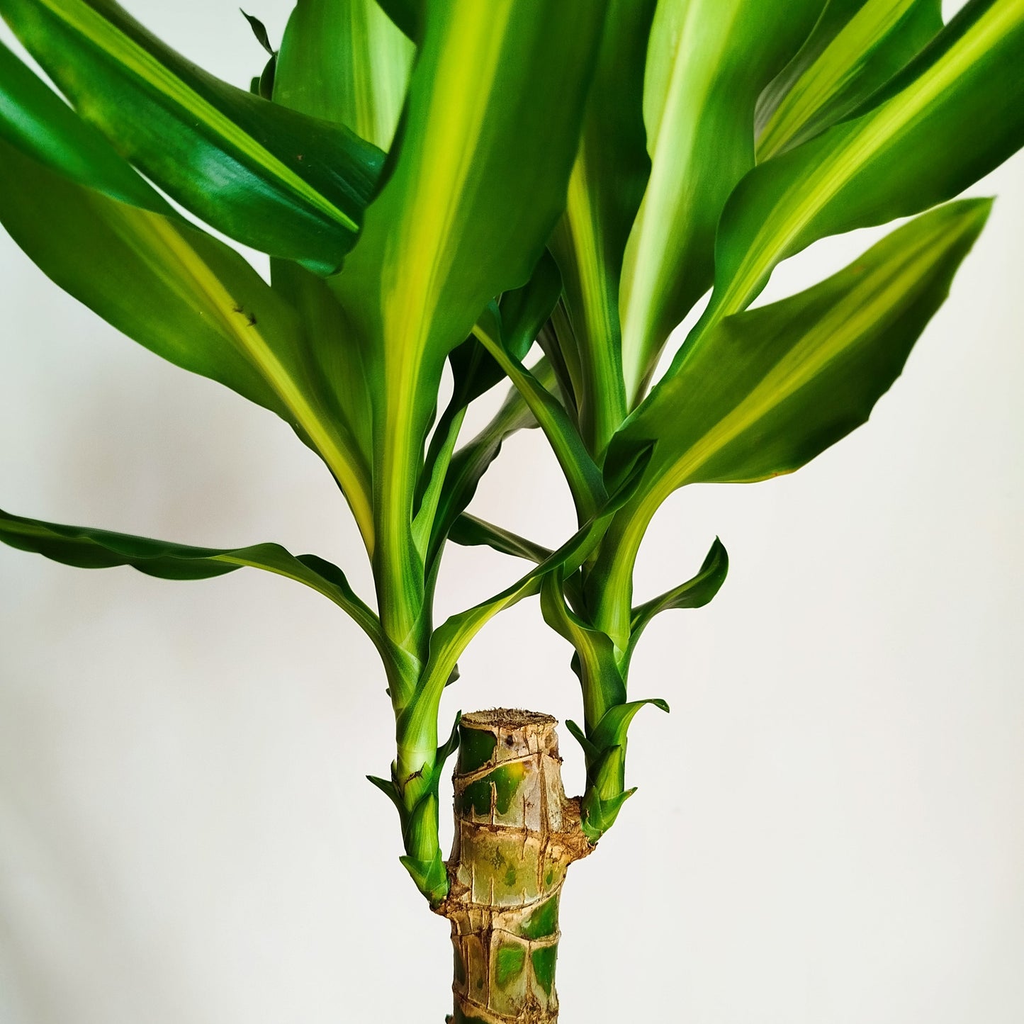 Dracaena Fragans - Tronco de Brasil