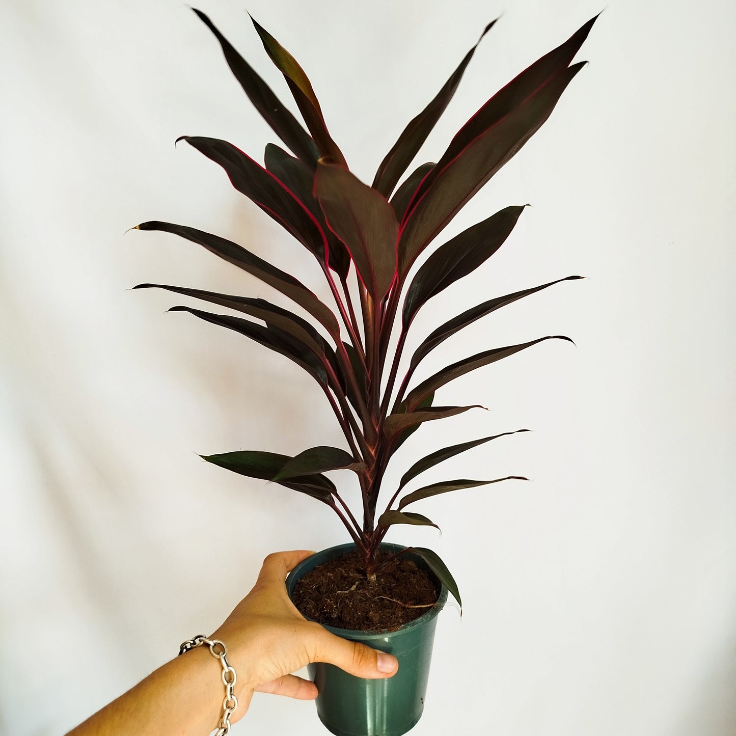 Cordyline Compacta