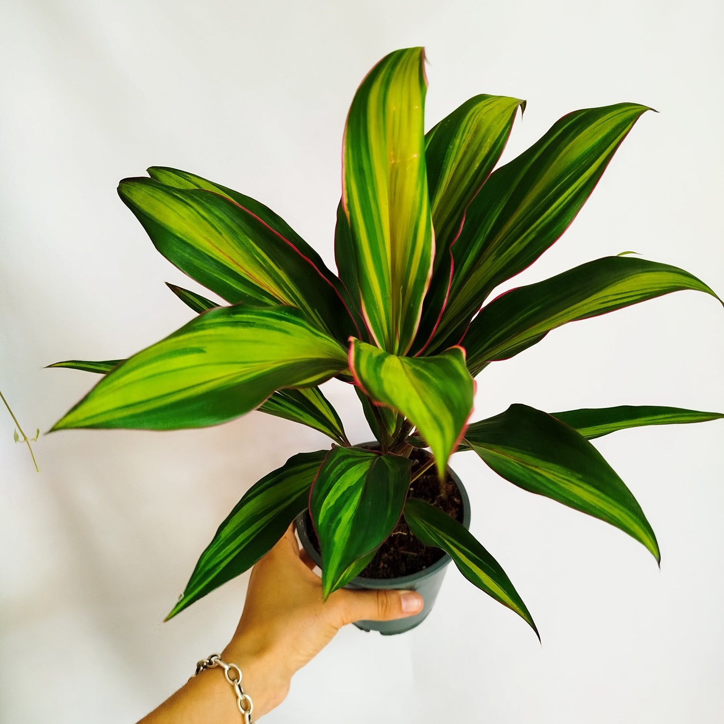 Cordyline Kiwi