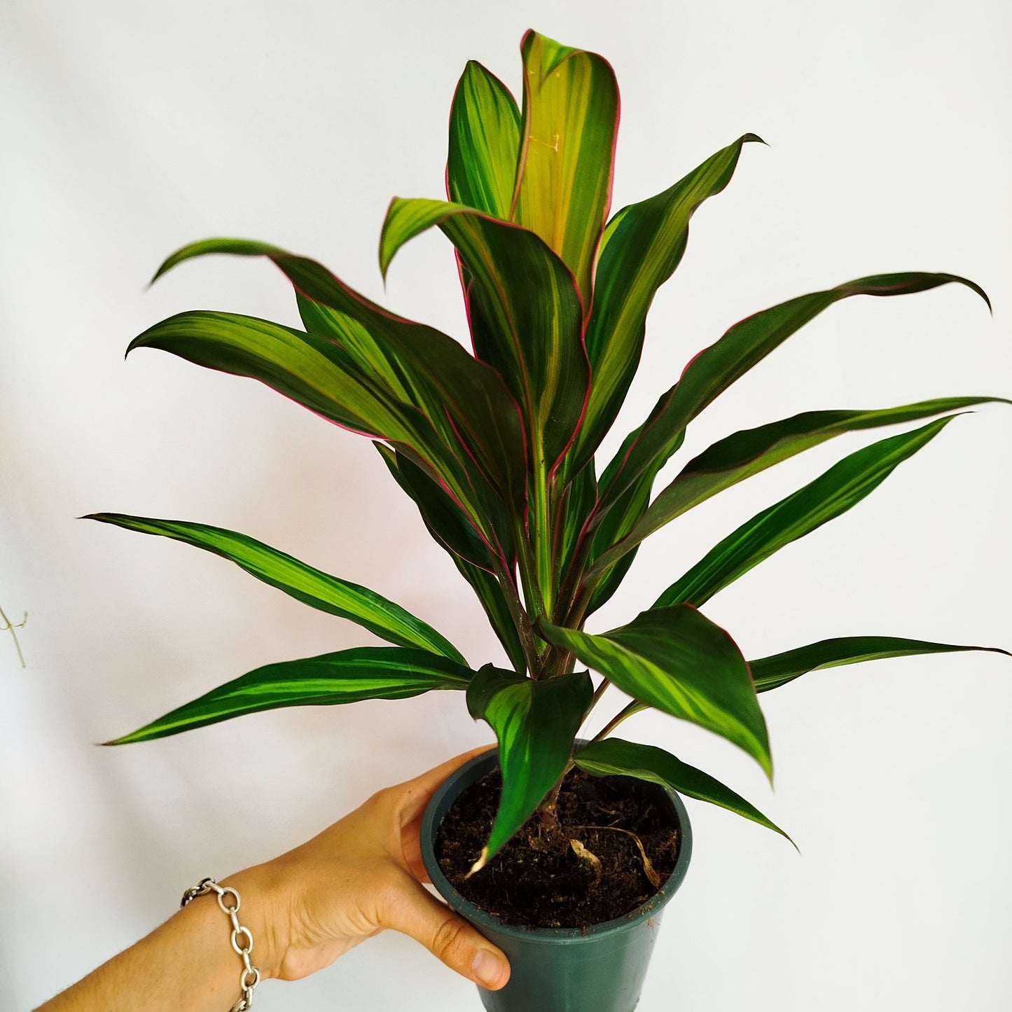 Cordyline Kiwi