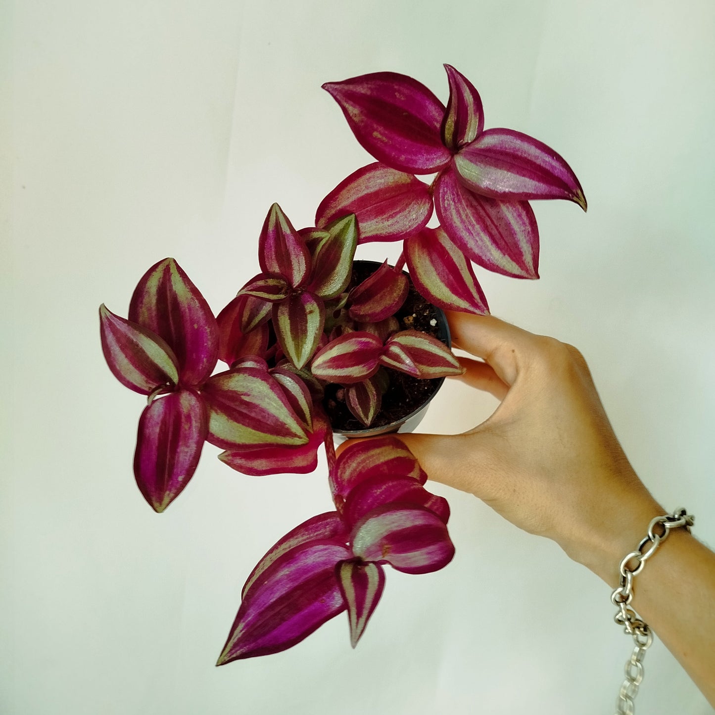 Tradescantia Zebrina Pink Paradise