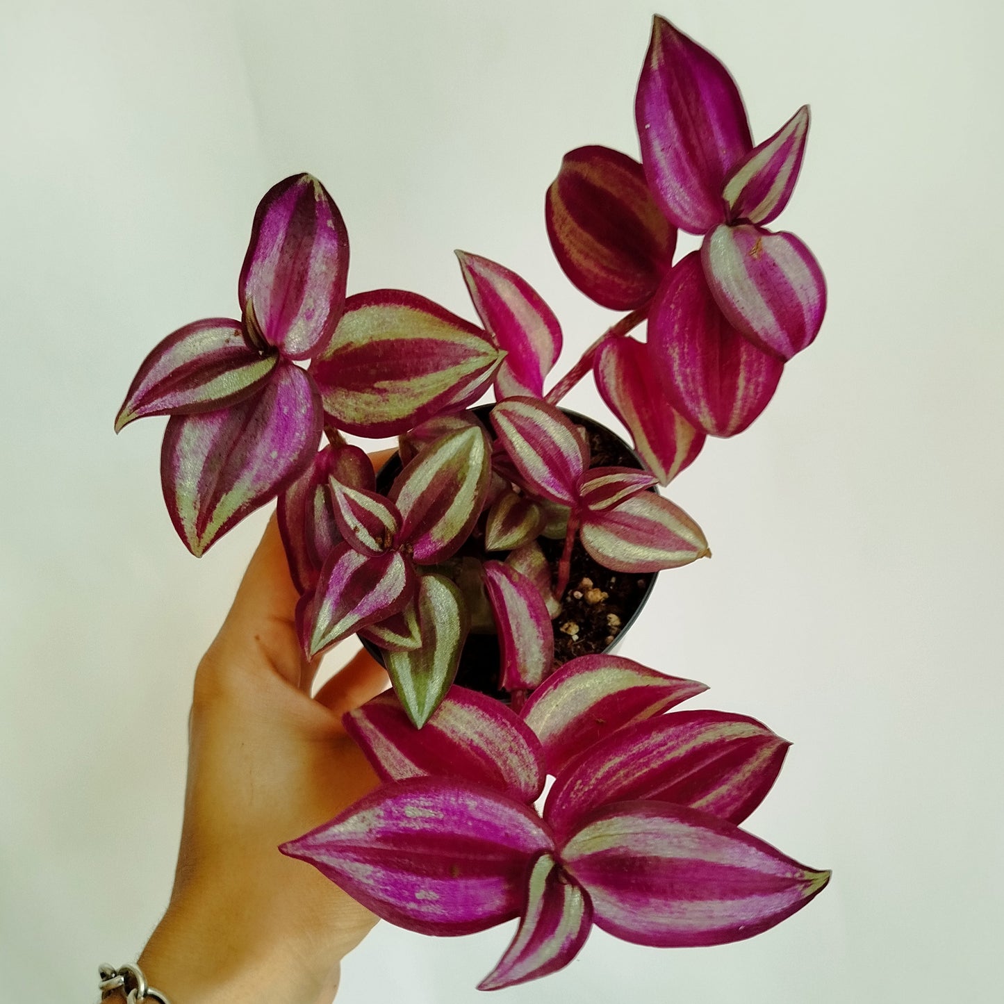 Tradescantia Zebrina Pink Paradise
