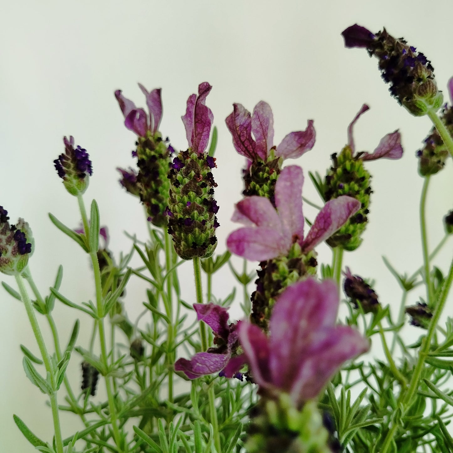 Lavanda Cantueso - Lavandula Stoechas