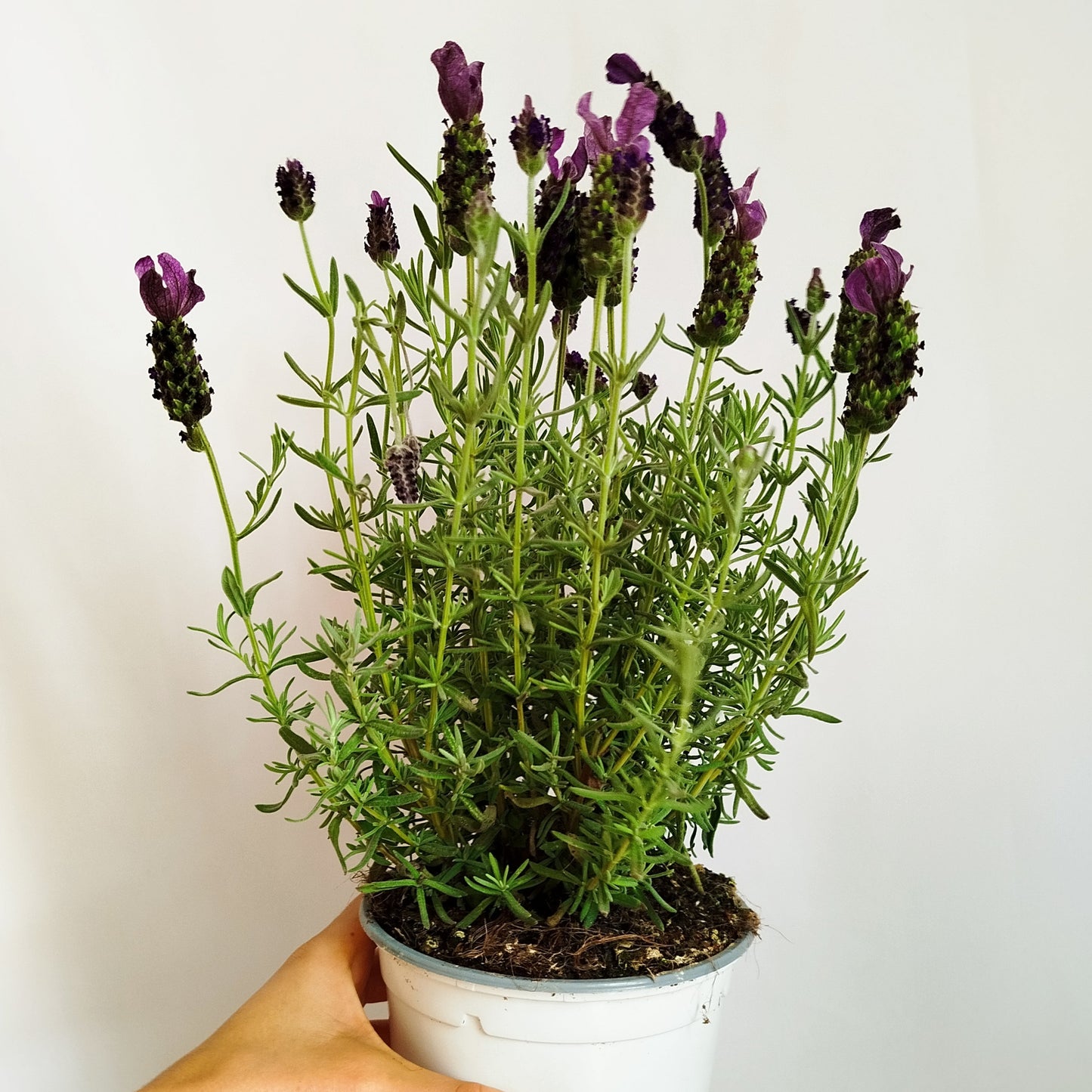 Lavanda Cantueso - Lavandula Stoechas