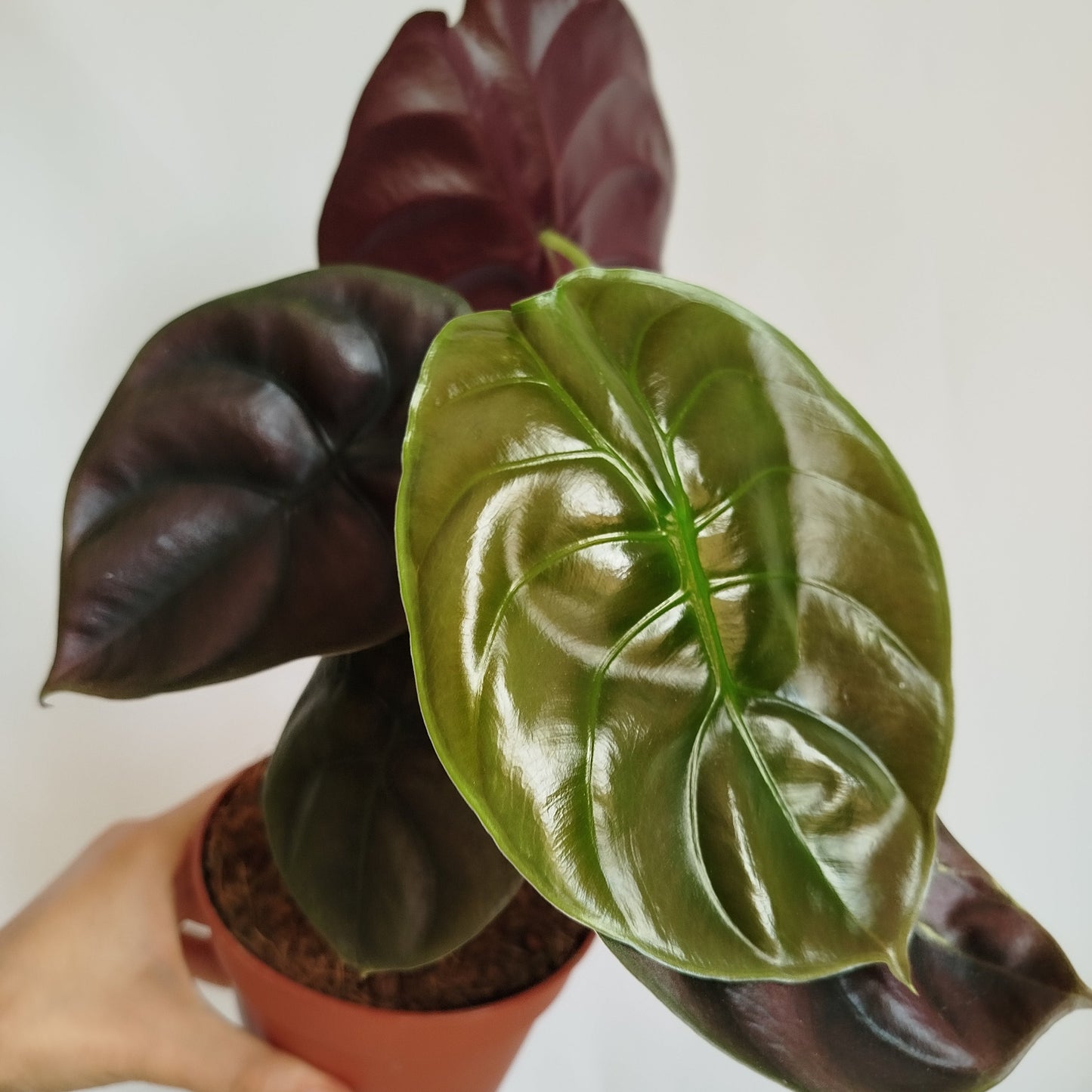 Alocasia Cuprea Red Secret