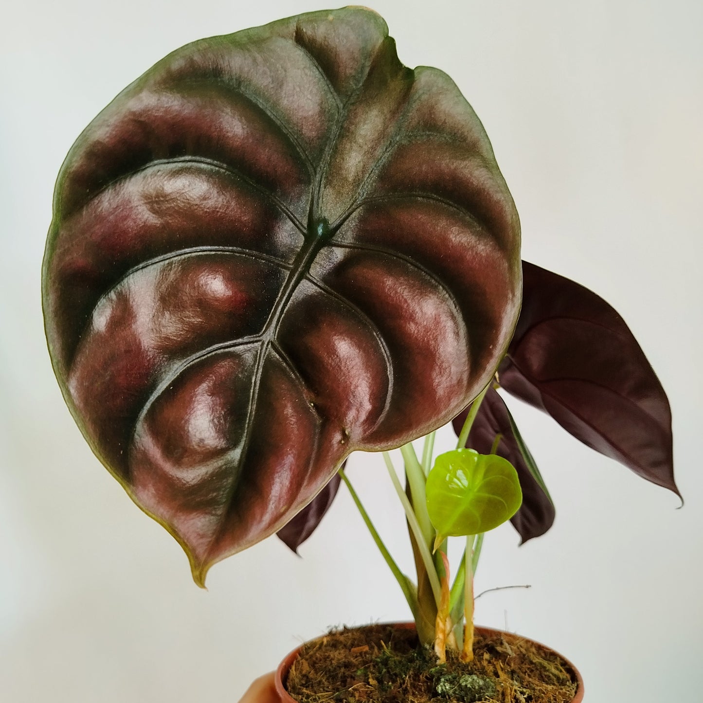 Alocasia Cuprea Red Secret
