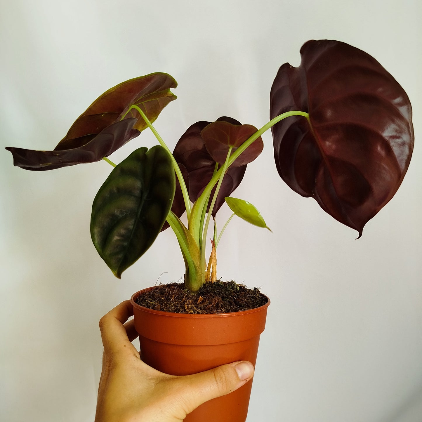 Alocasia Cuprea Red Secret
