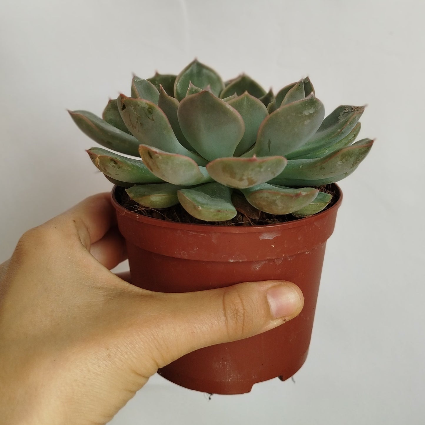 Echeveria Lilacina