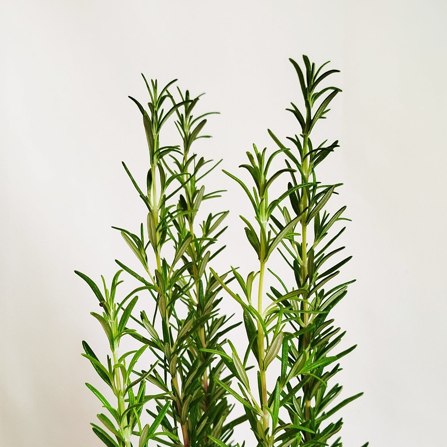 Romero - Salvia rosmarinus