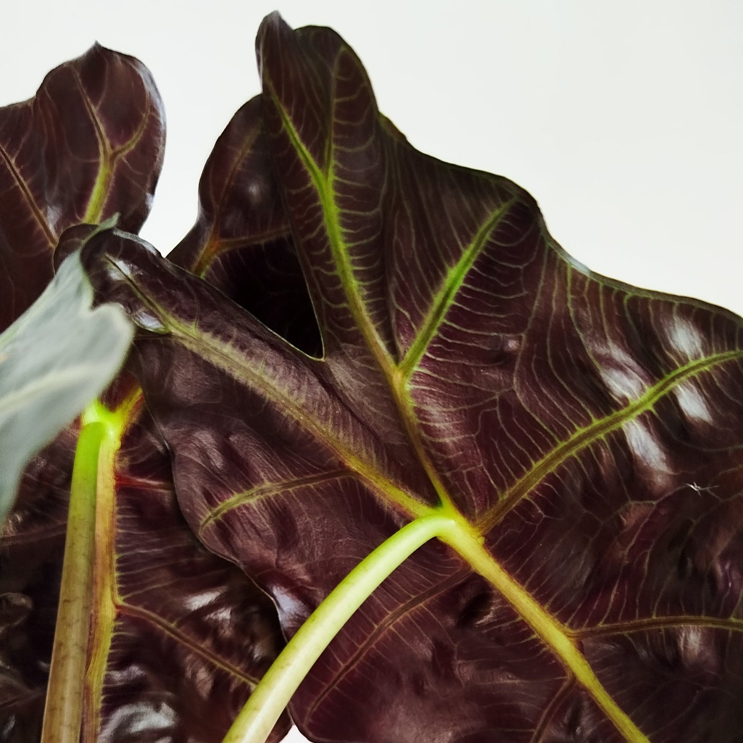 Alocasia Polly