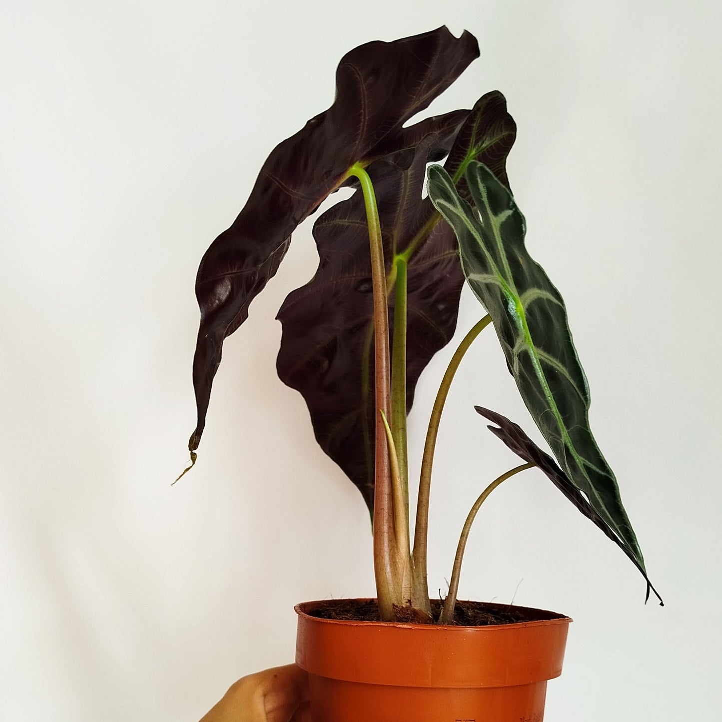 Alocasia Polly