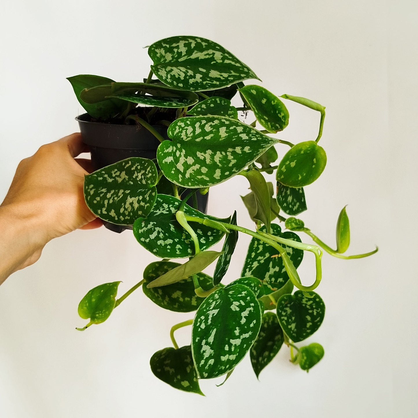 Scindapsus Pictus 'Argyraeus',