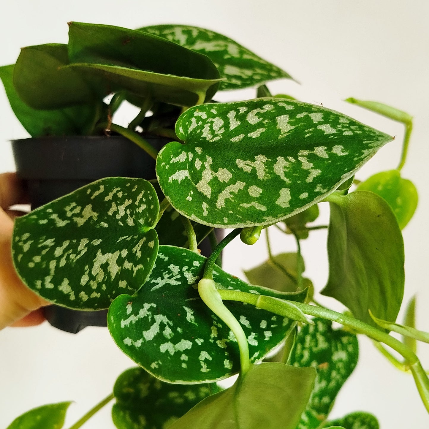 Scindapsus Pictus 'Argyraeus',