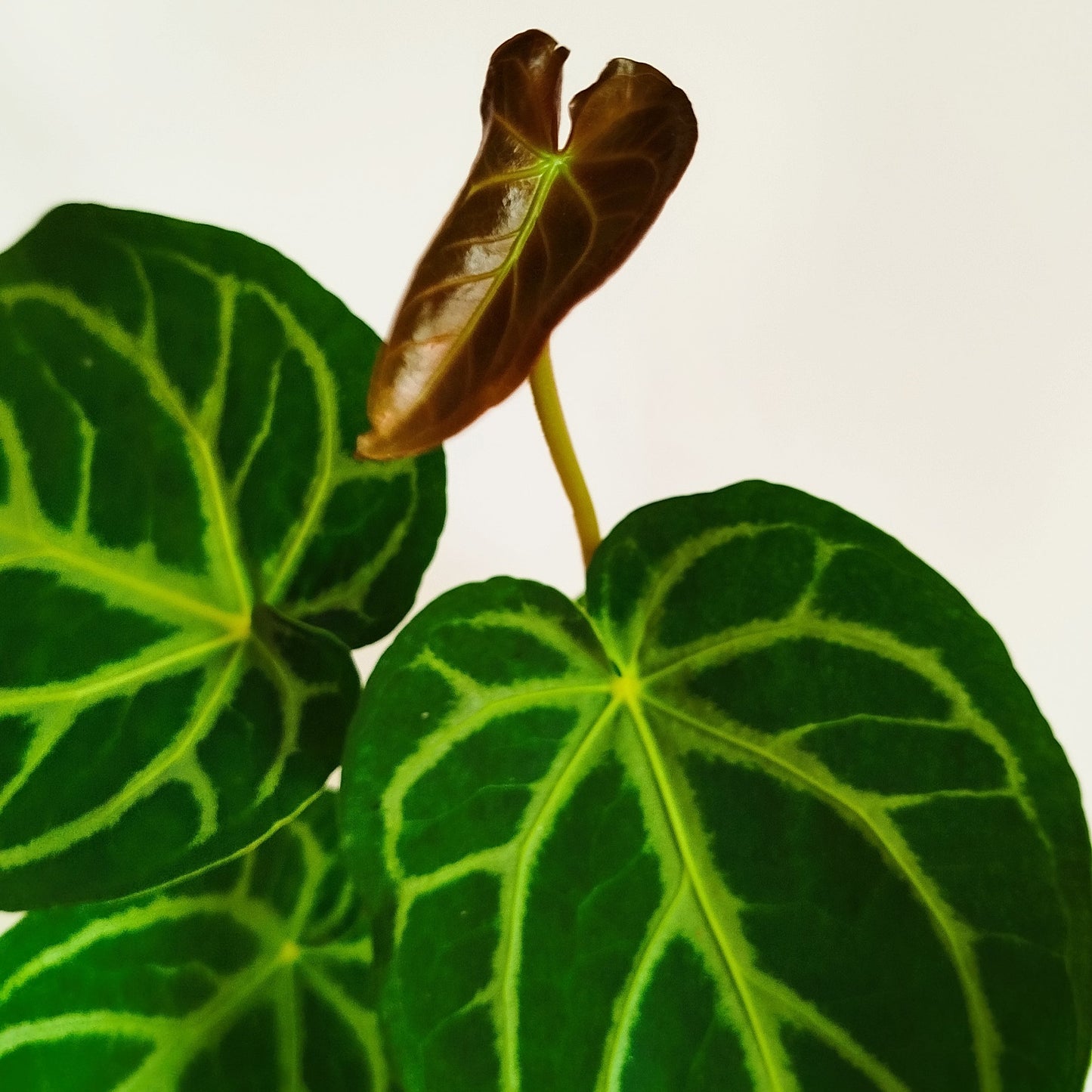 Anthurium Magnificum