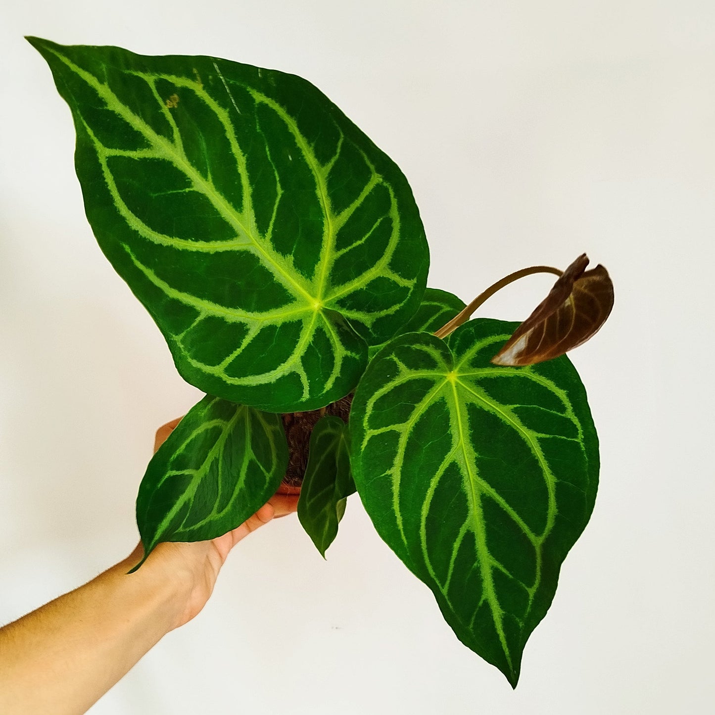 Anthurium Magnificum