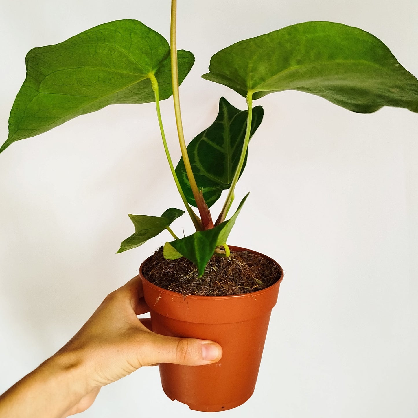 Anthurium Magnificum