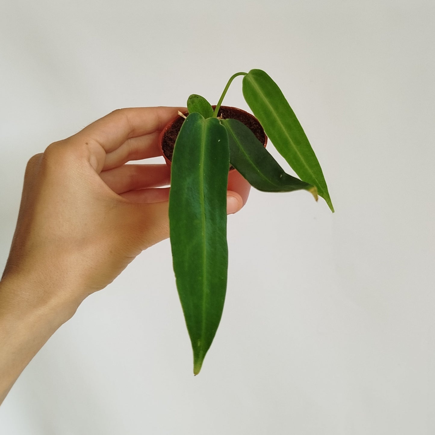 Anthurium Warocqueanum