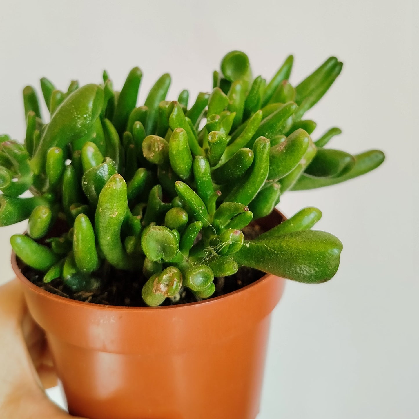 Crassula Ovata Gollum