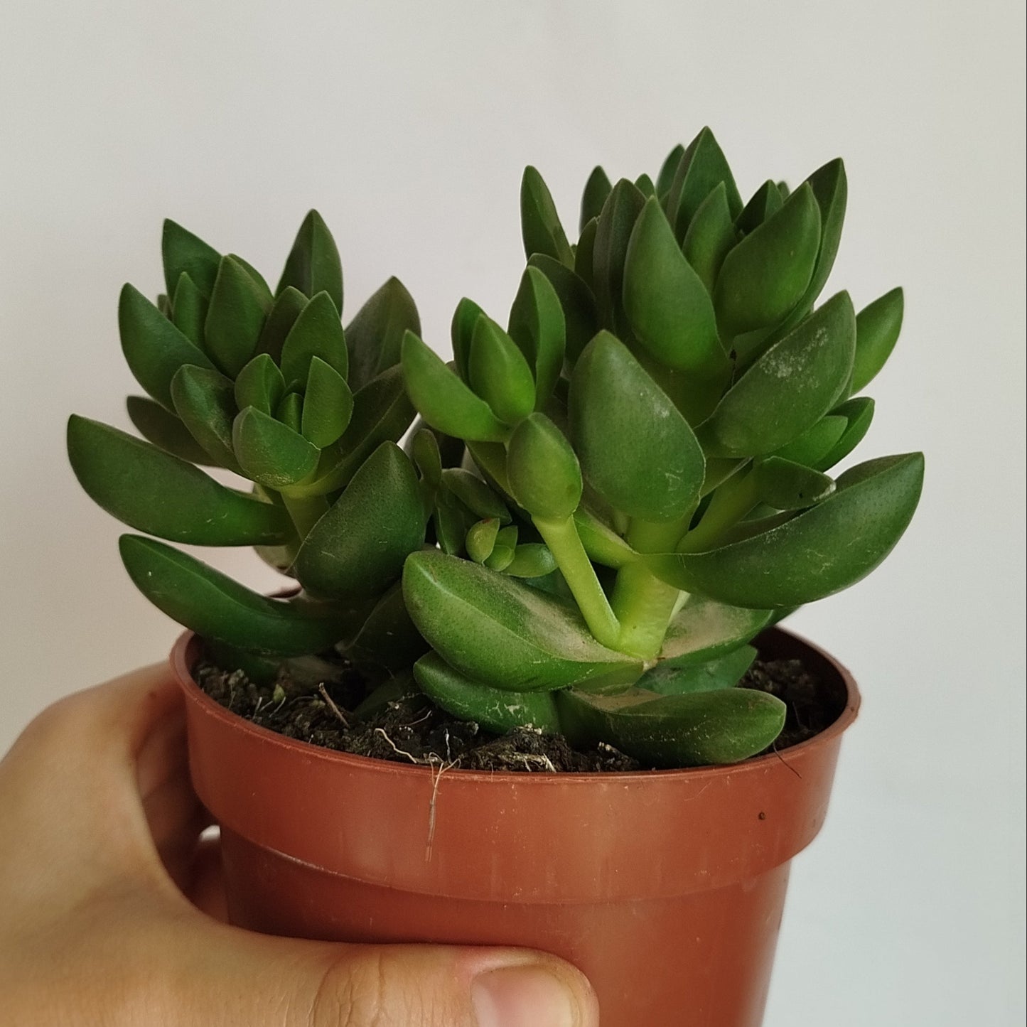 Crassula Benjamin