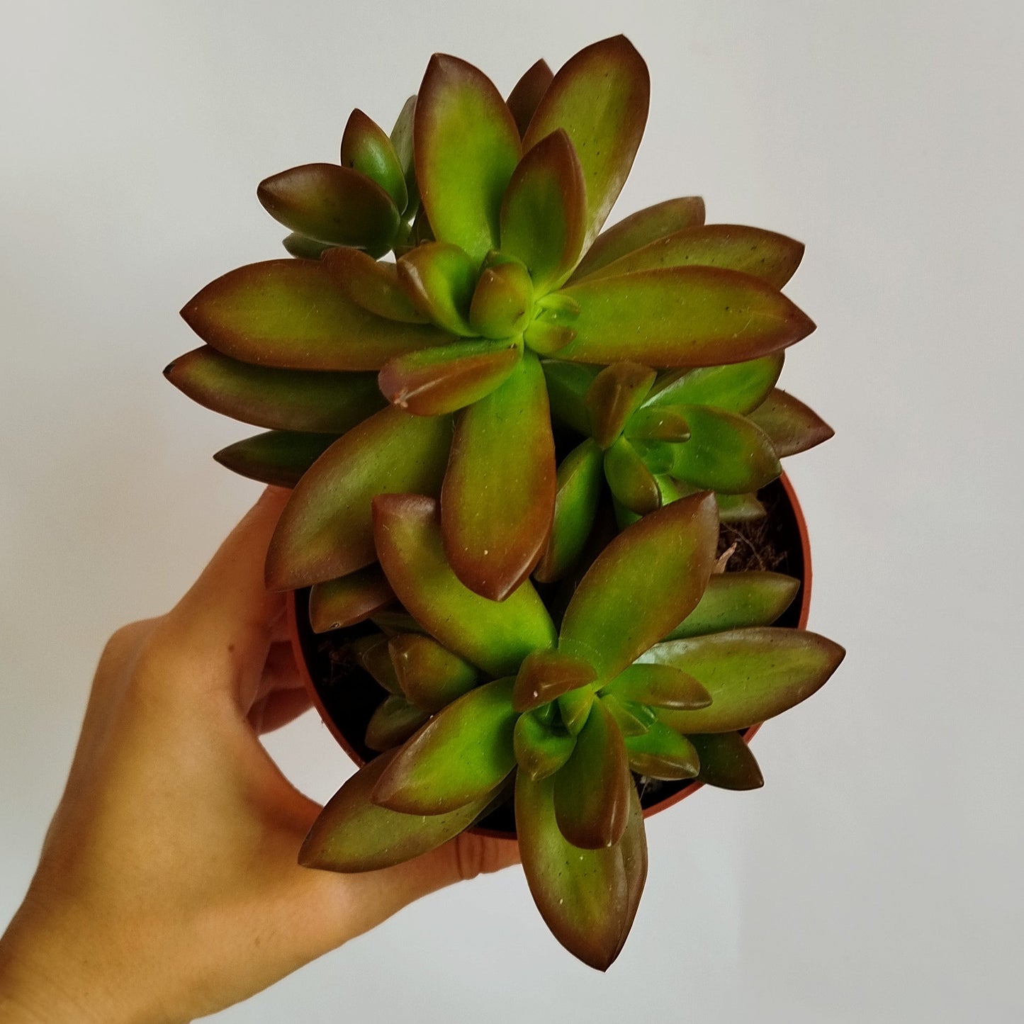 Sedum Adolphii