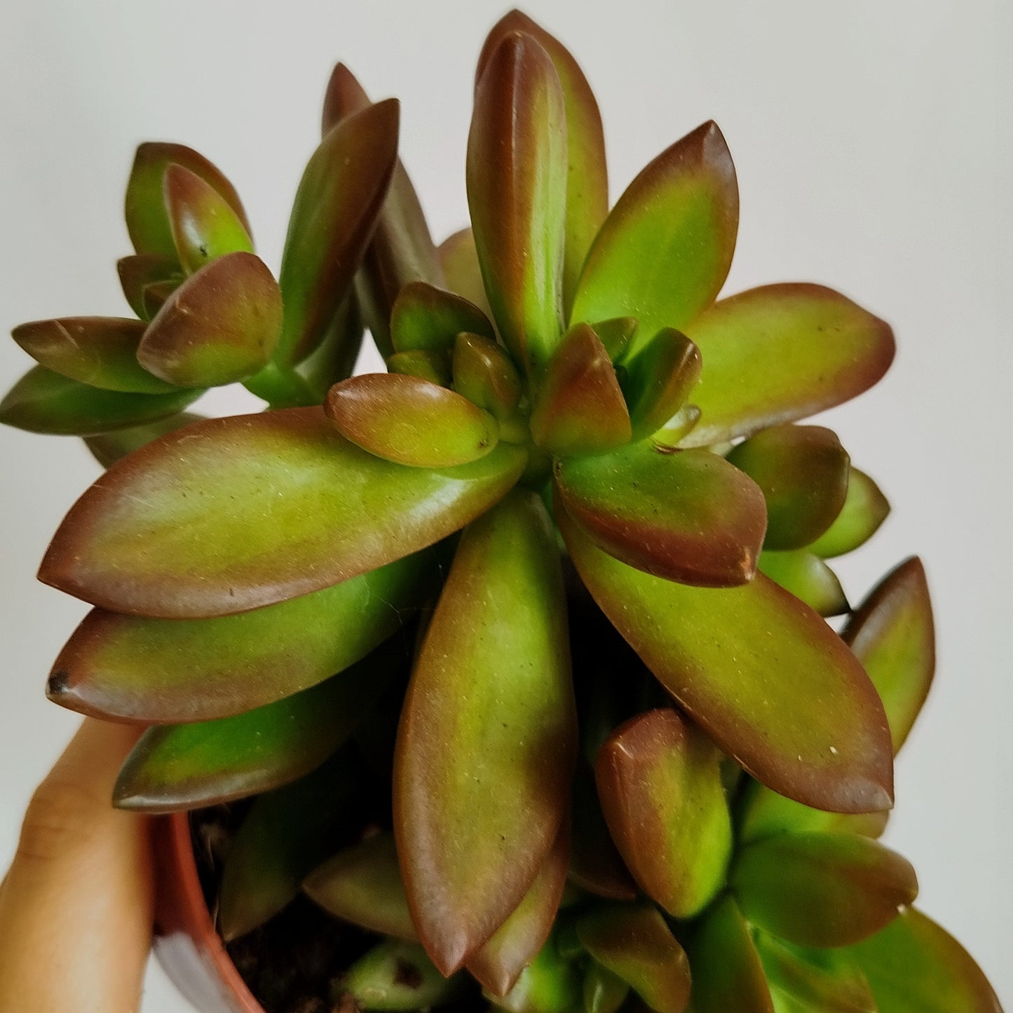 Sedum Adolphii