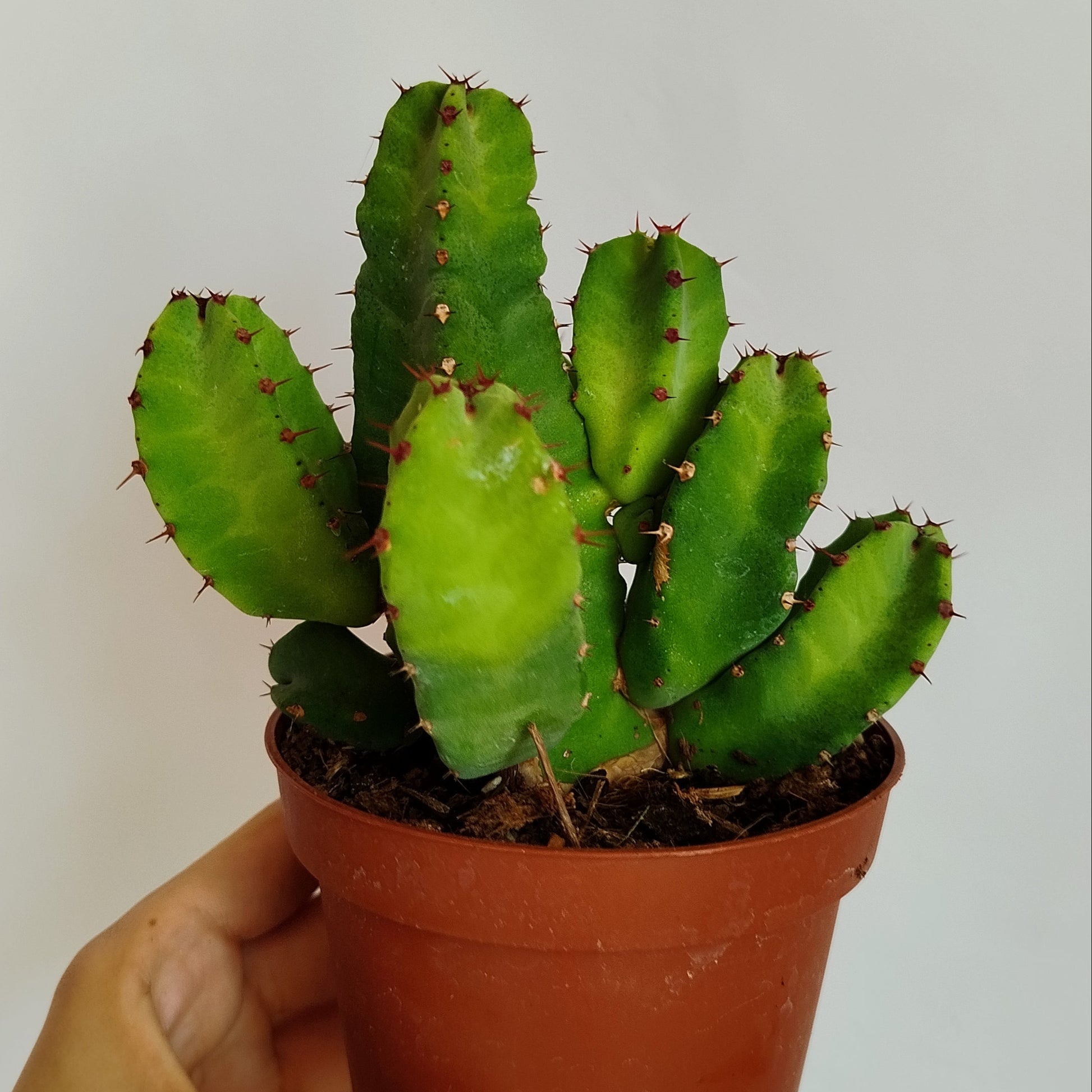 Euphorbia Resinifera