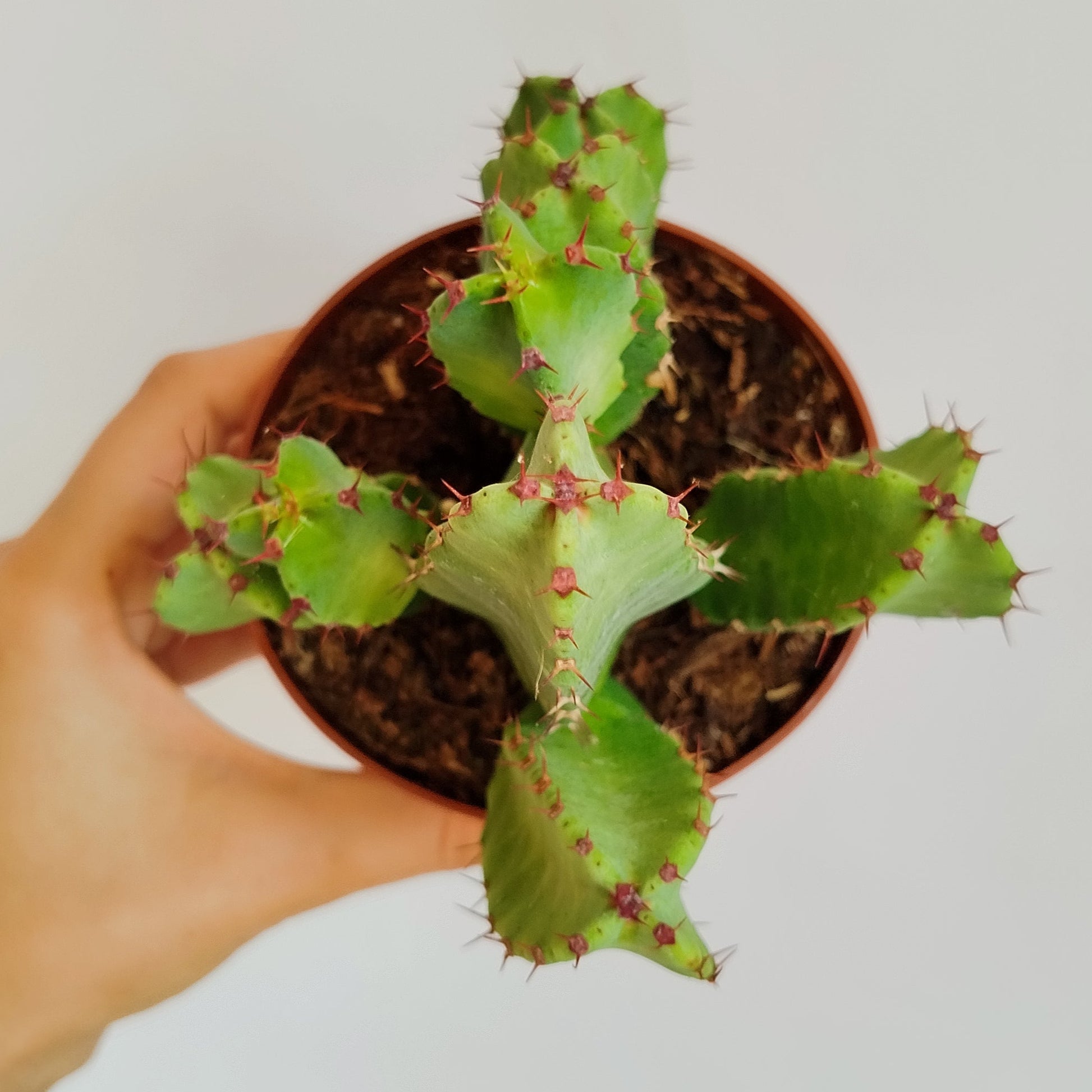 Euphorbia Resinifera
