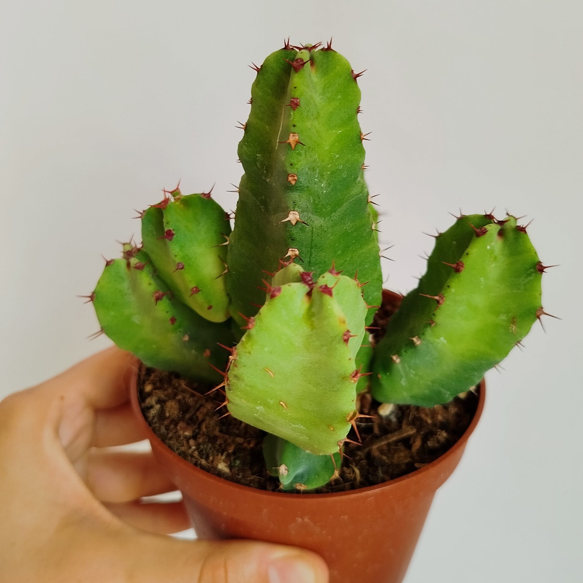 Euphorbia Resinifera