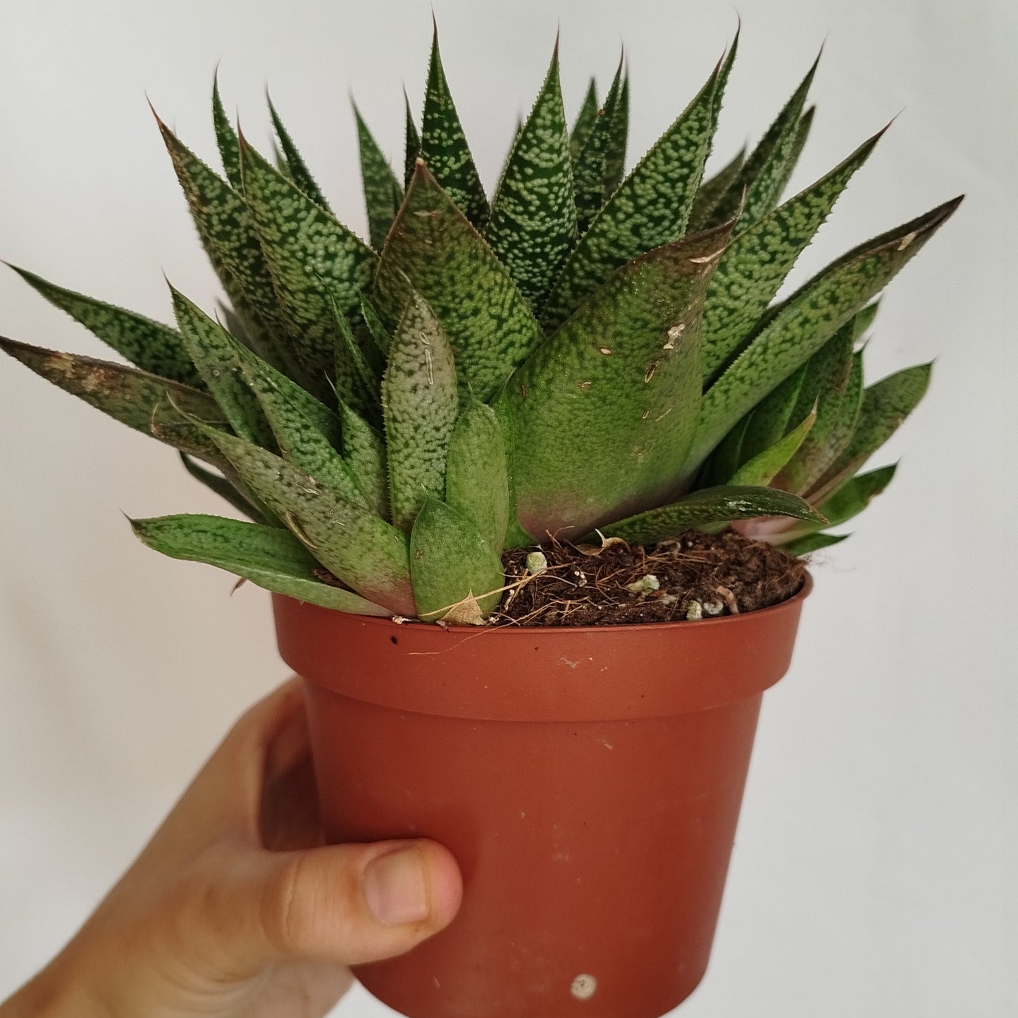 Gasteraloe Flow