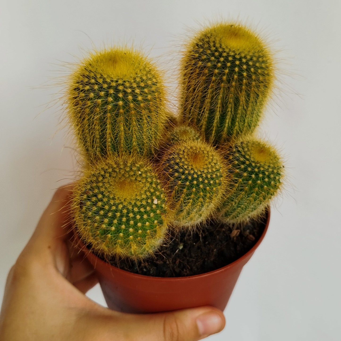 Cactus 'Torre Amarilla' - Parodia leninghausii