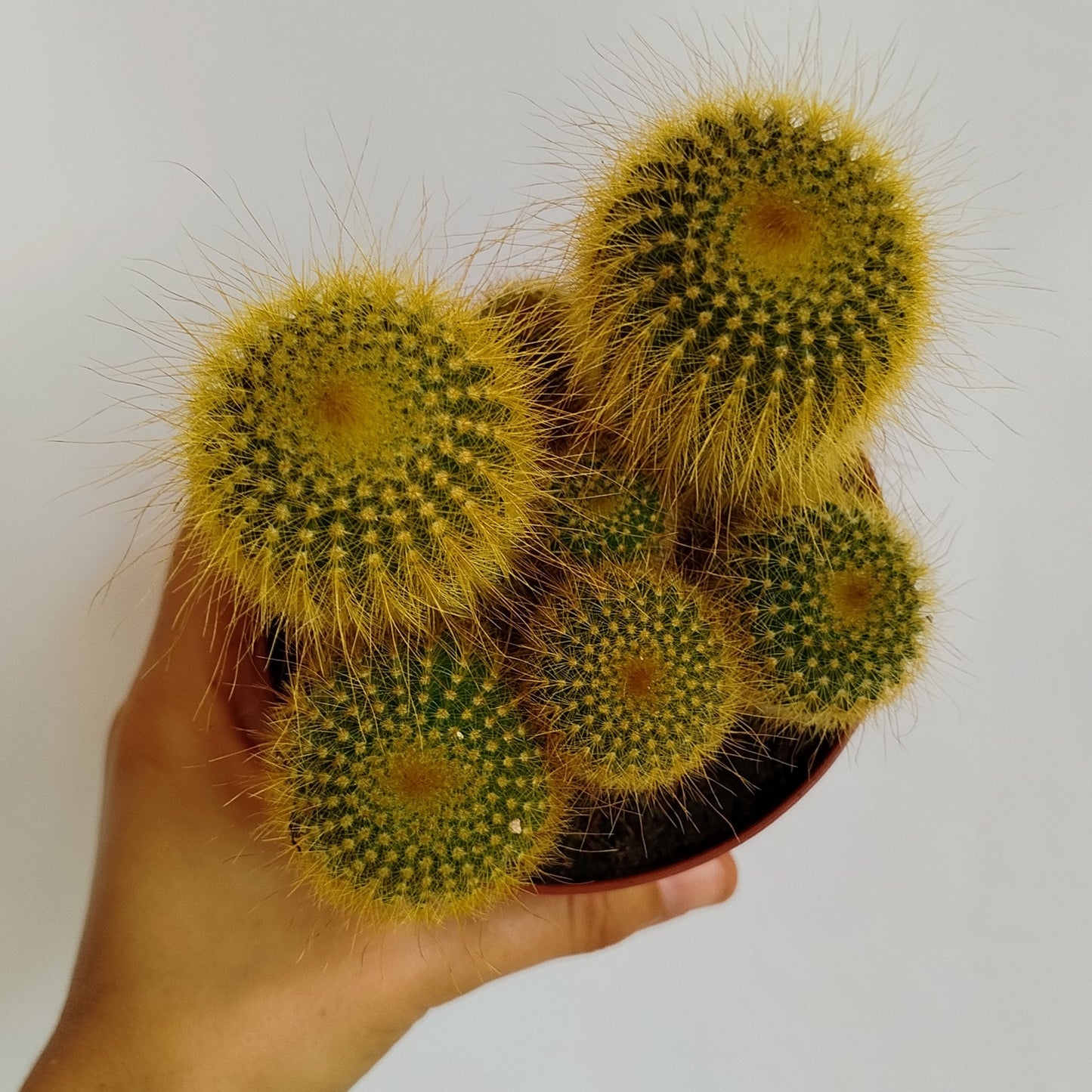Cactus 'Torre Amarilla' - Parodia leninghausii