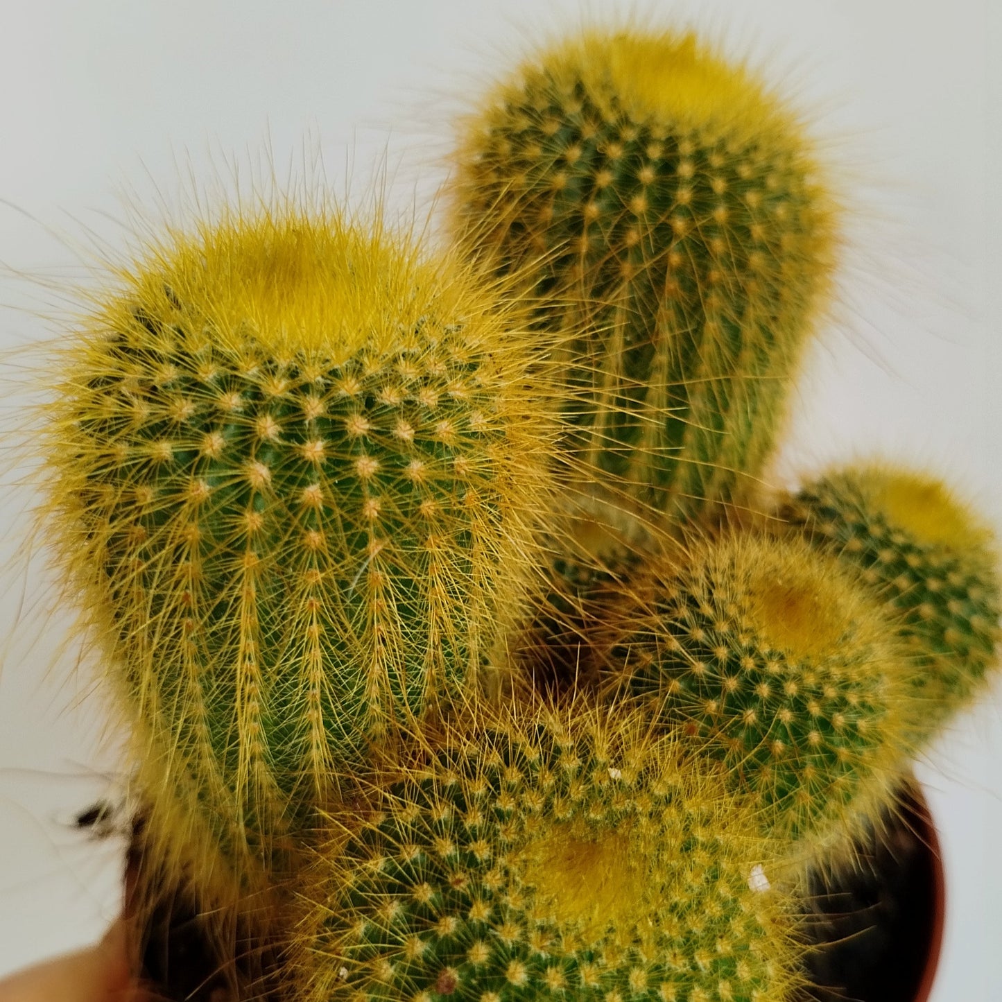 Cactus 'Torre Amarilla' - Parodia leninghausii