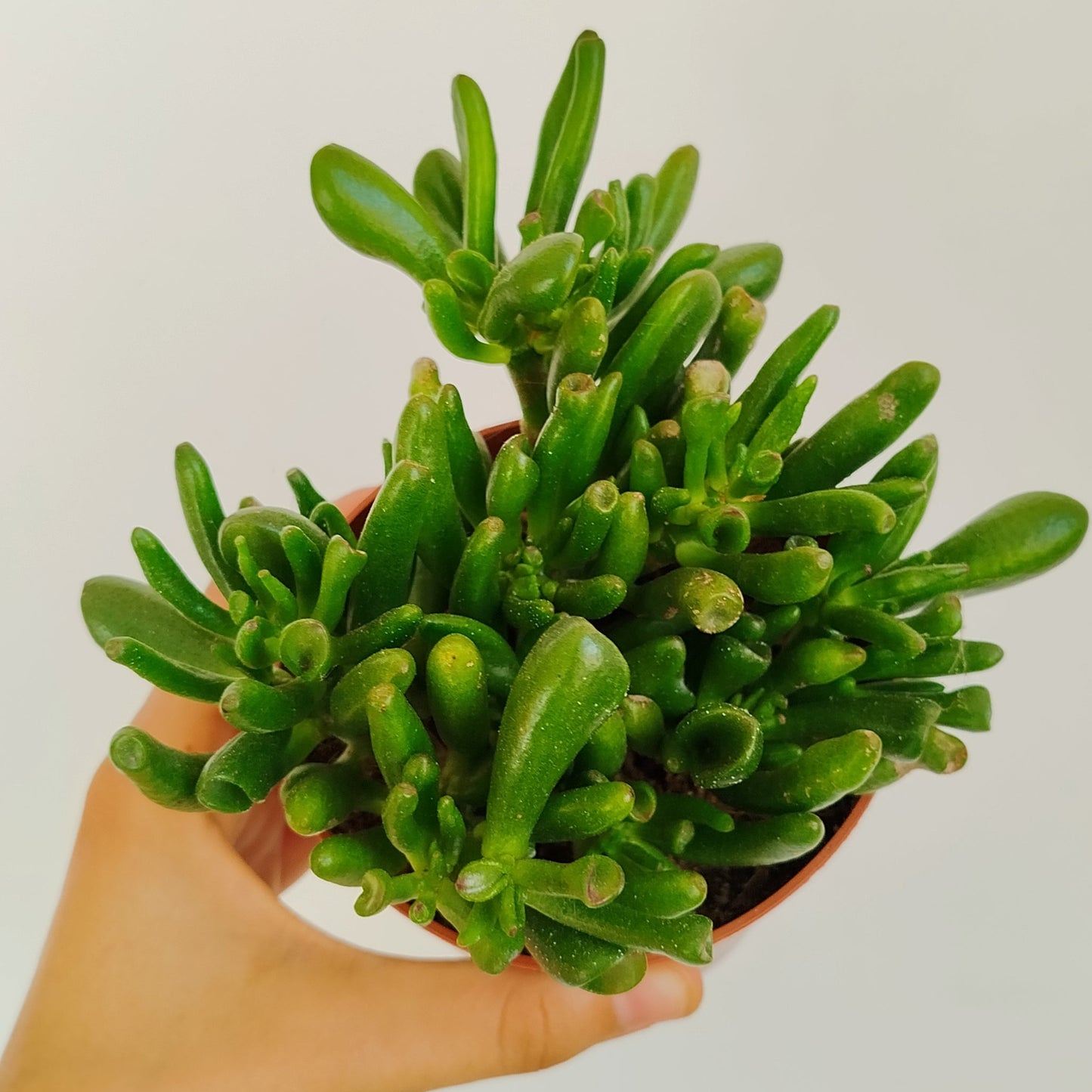 Crassula Ovata Gollum