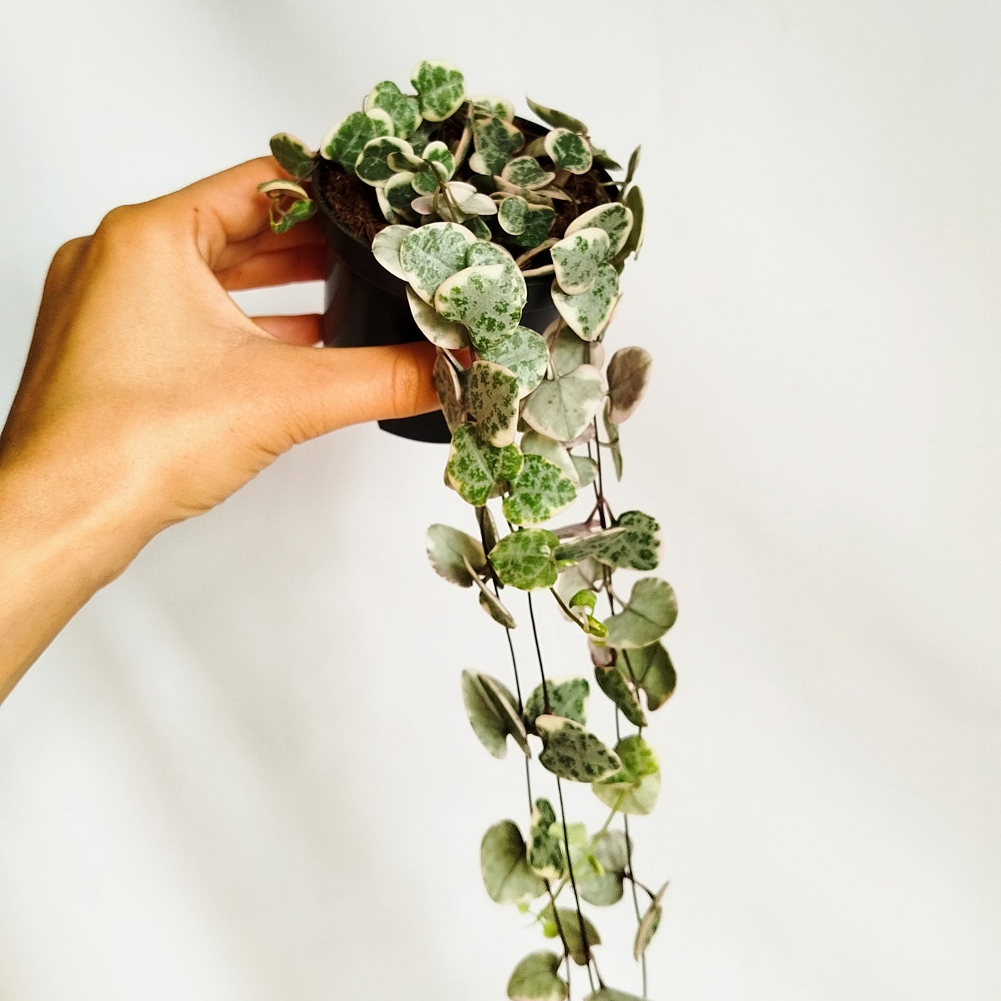 Ceropegia Woodii Variegata