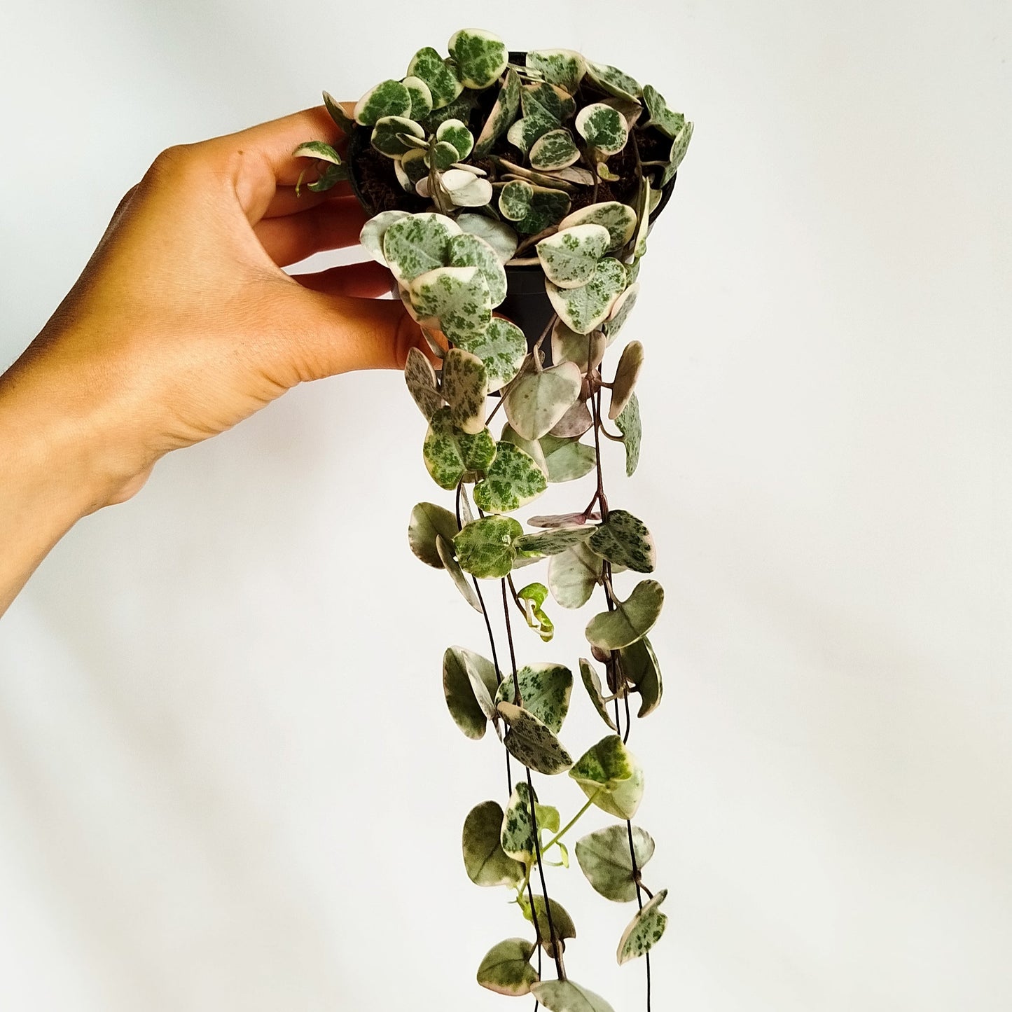 Ceropegia Woodii Variegata