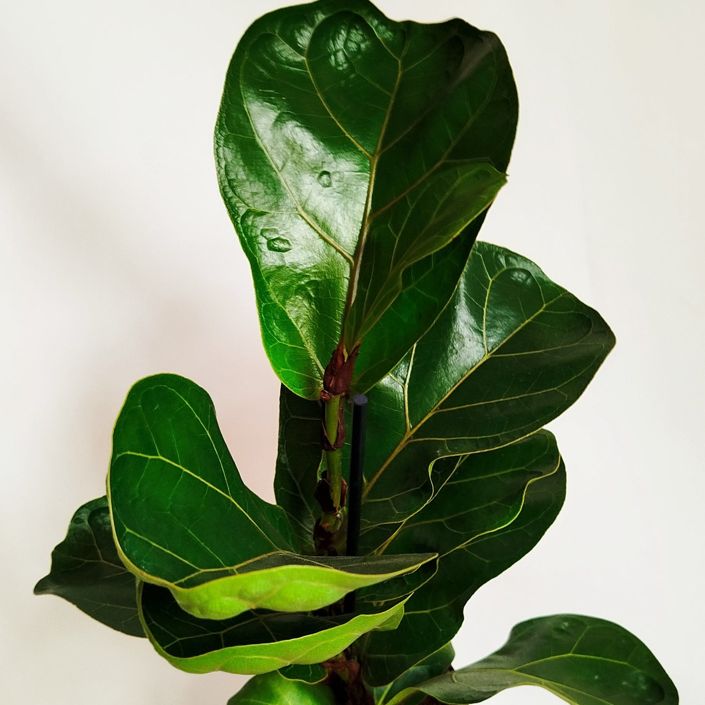 Ficus Lyrata