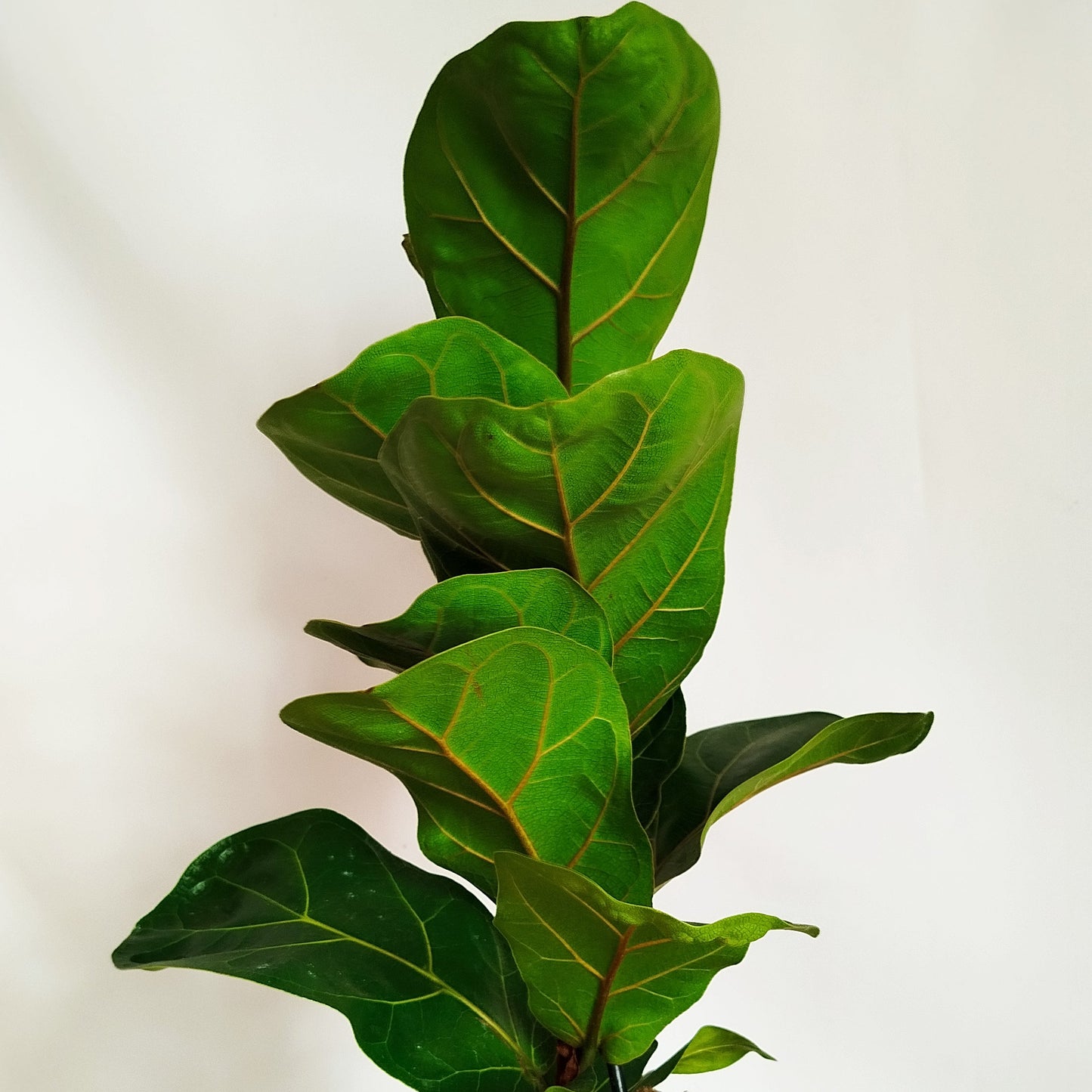 Ficus Lyrata
