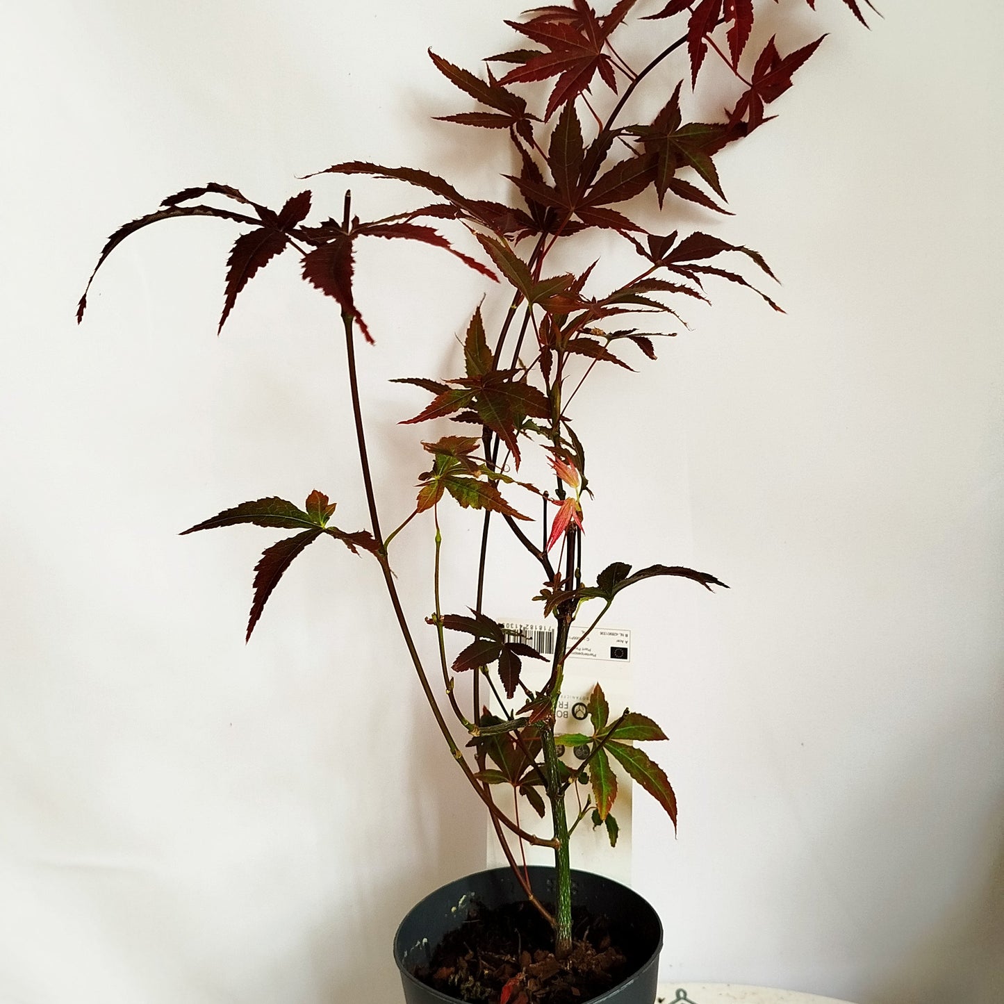 Acer palmatum Atropurpureum
