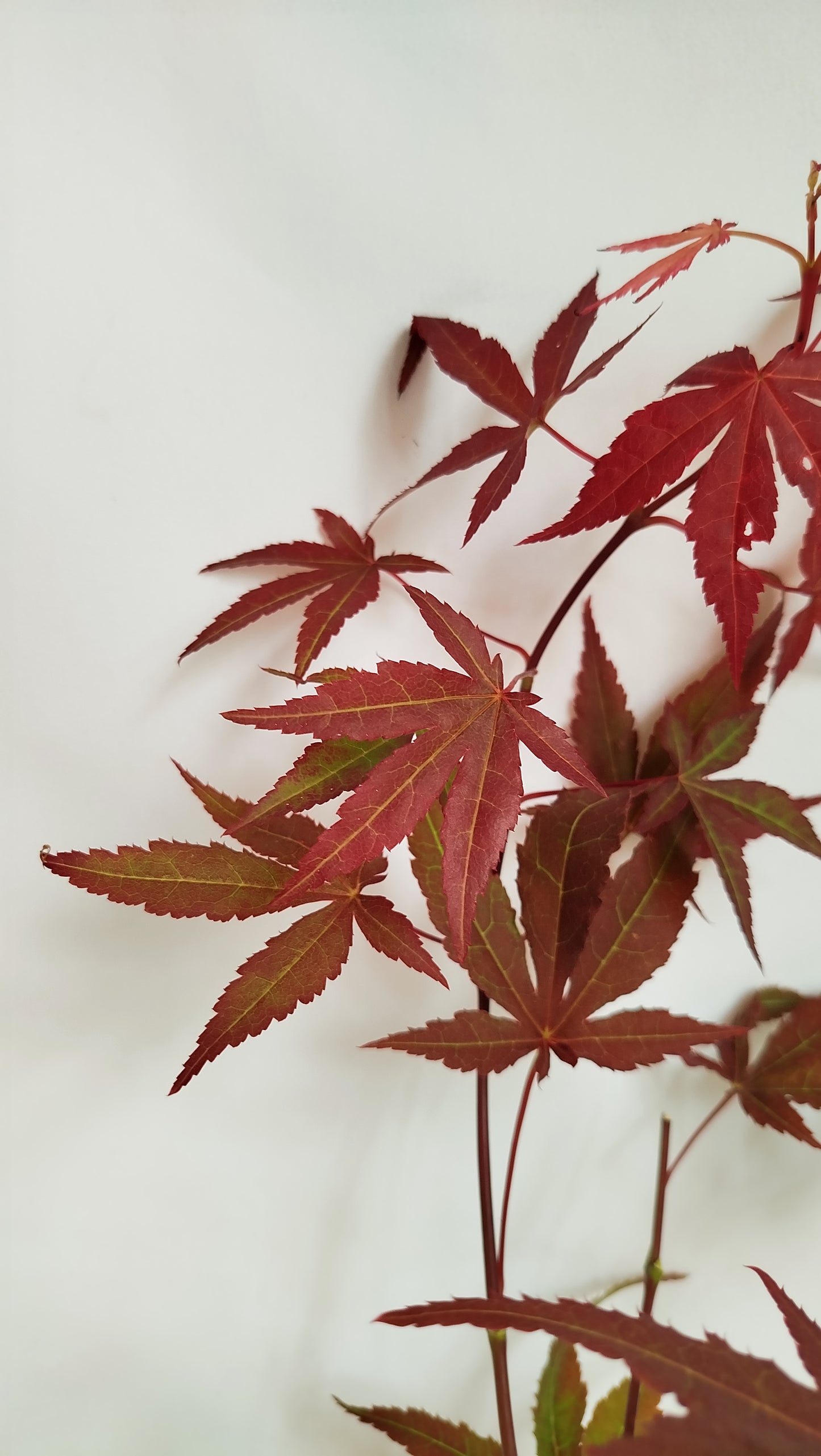 Arce Japonés - Acer Palmatum Atropurpureum