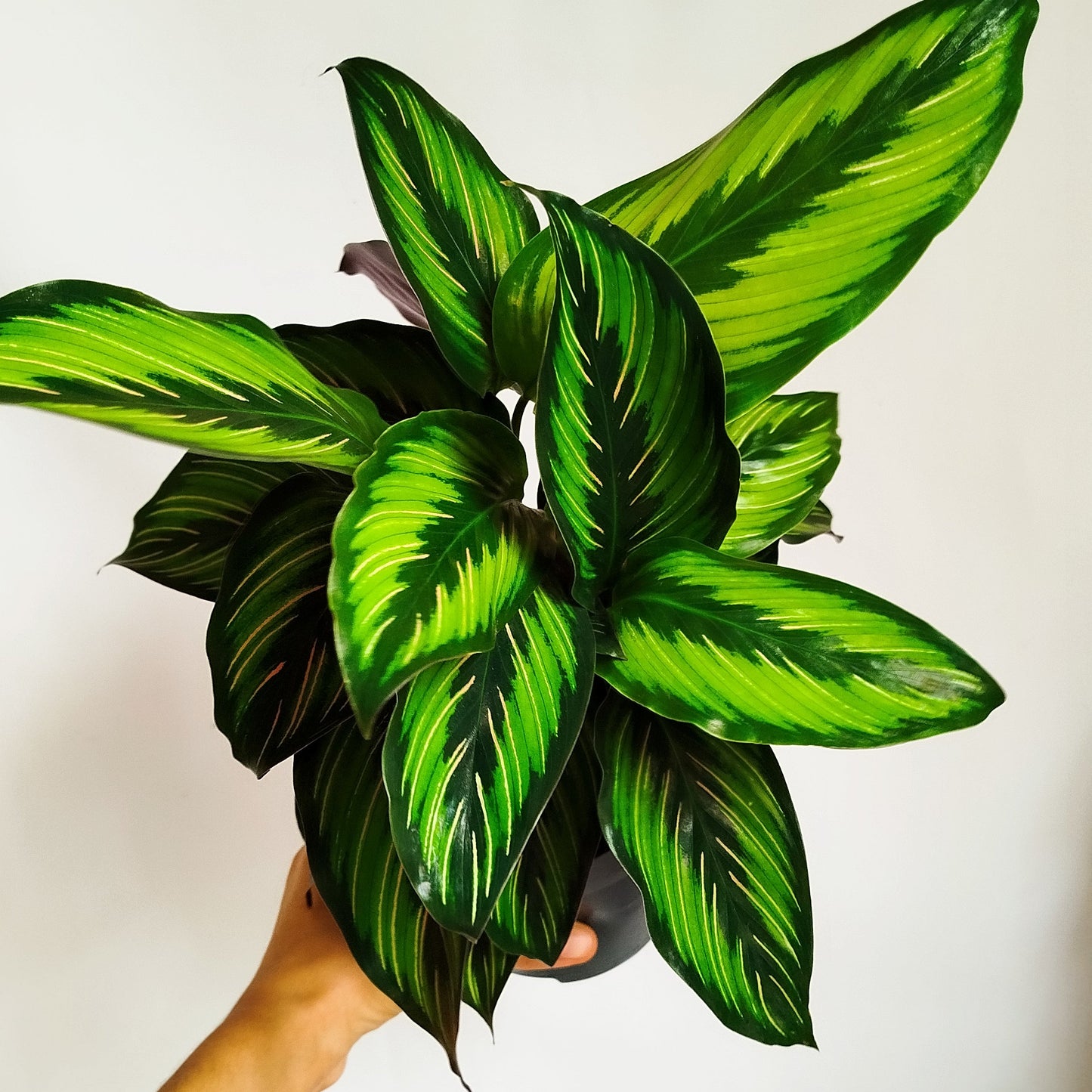 Calathea 'Beauty Star'