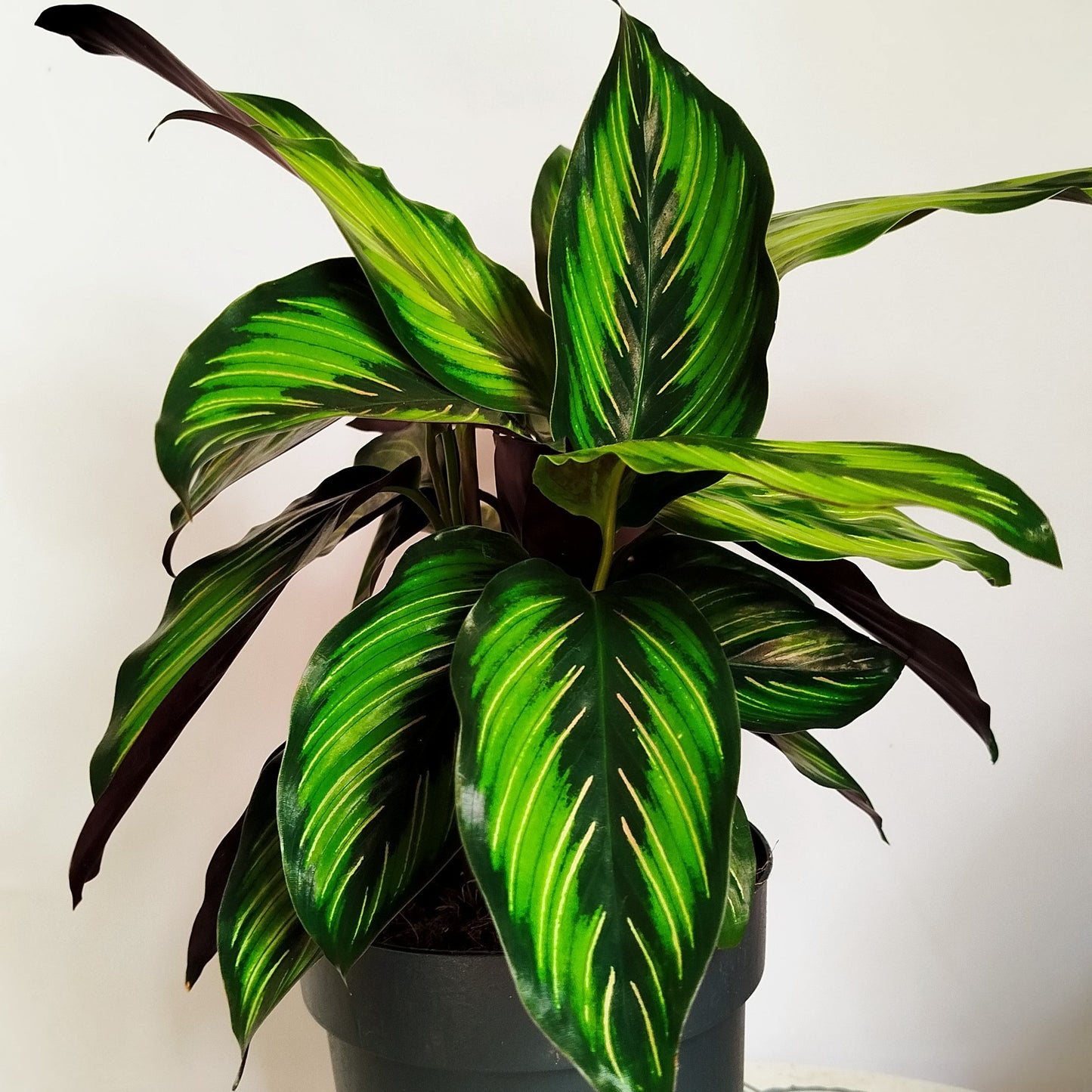 Calathea Beauty Star