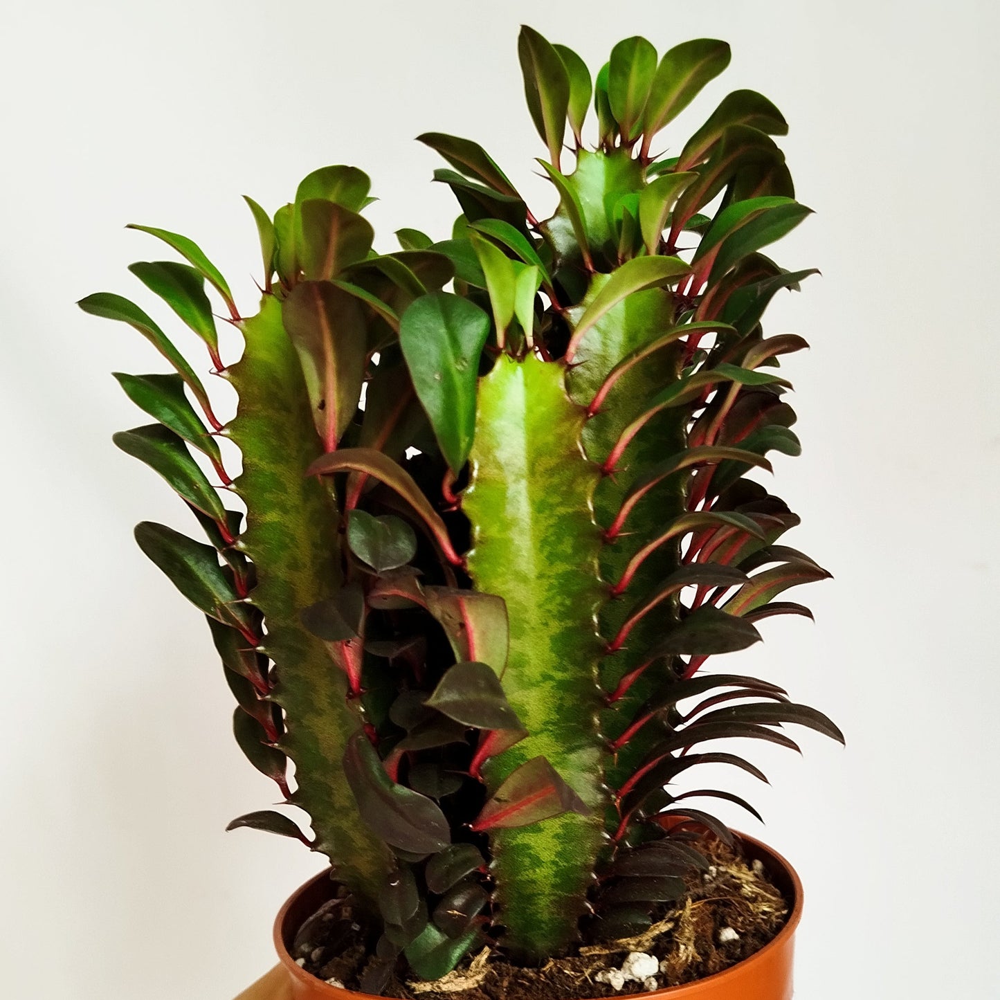 Euphorbia Trigona 'Rubra'
