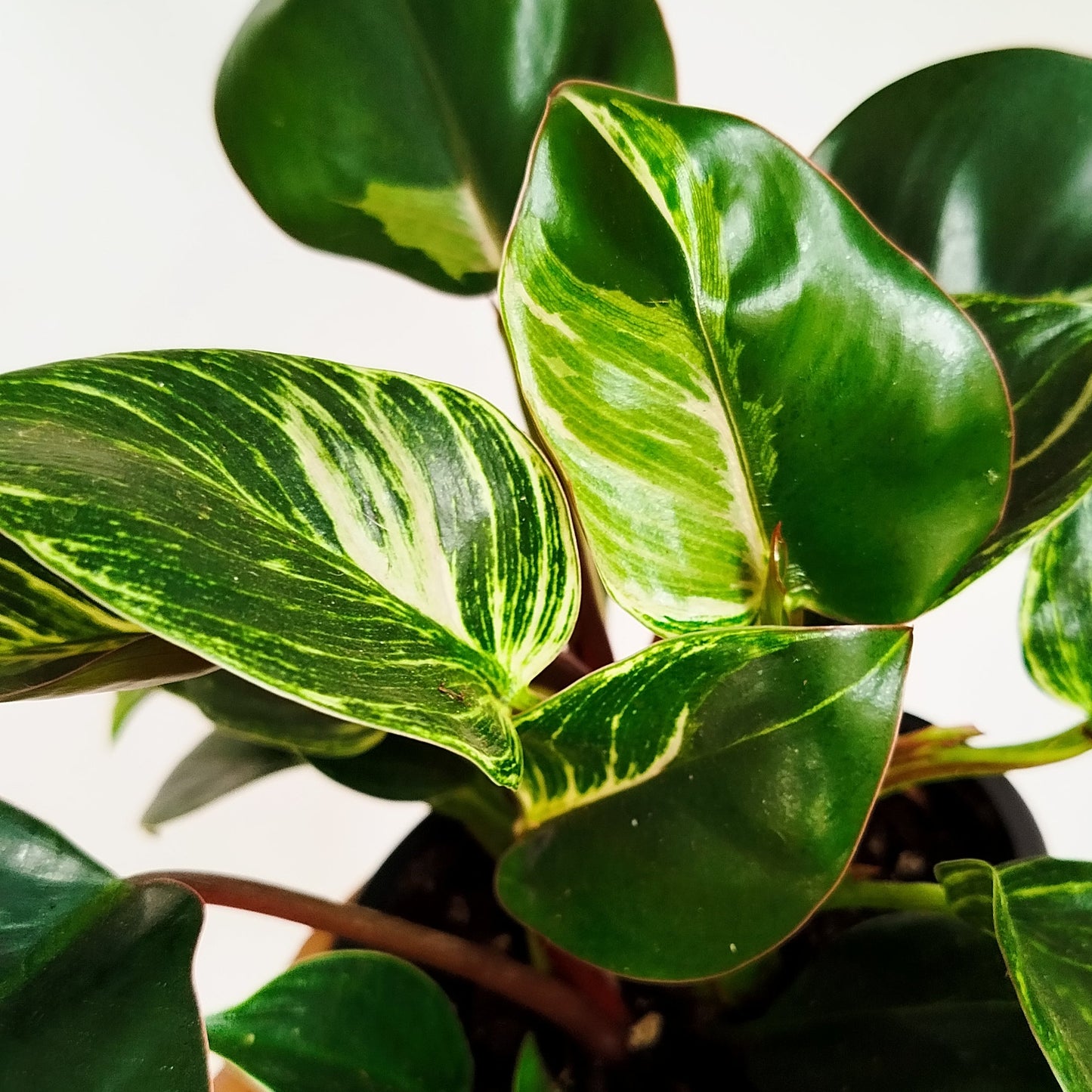 Philodendron Birkin