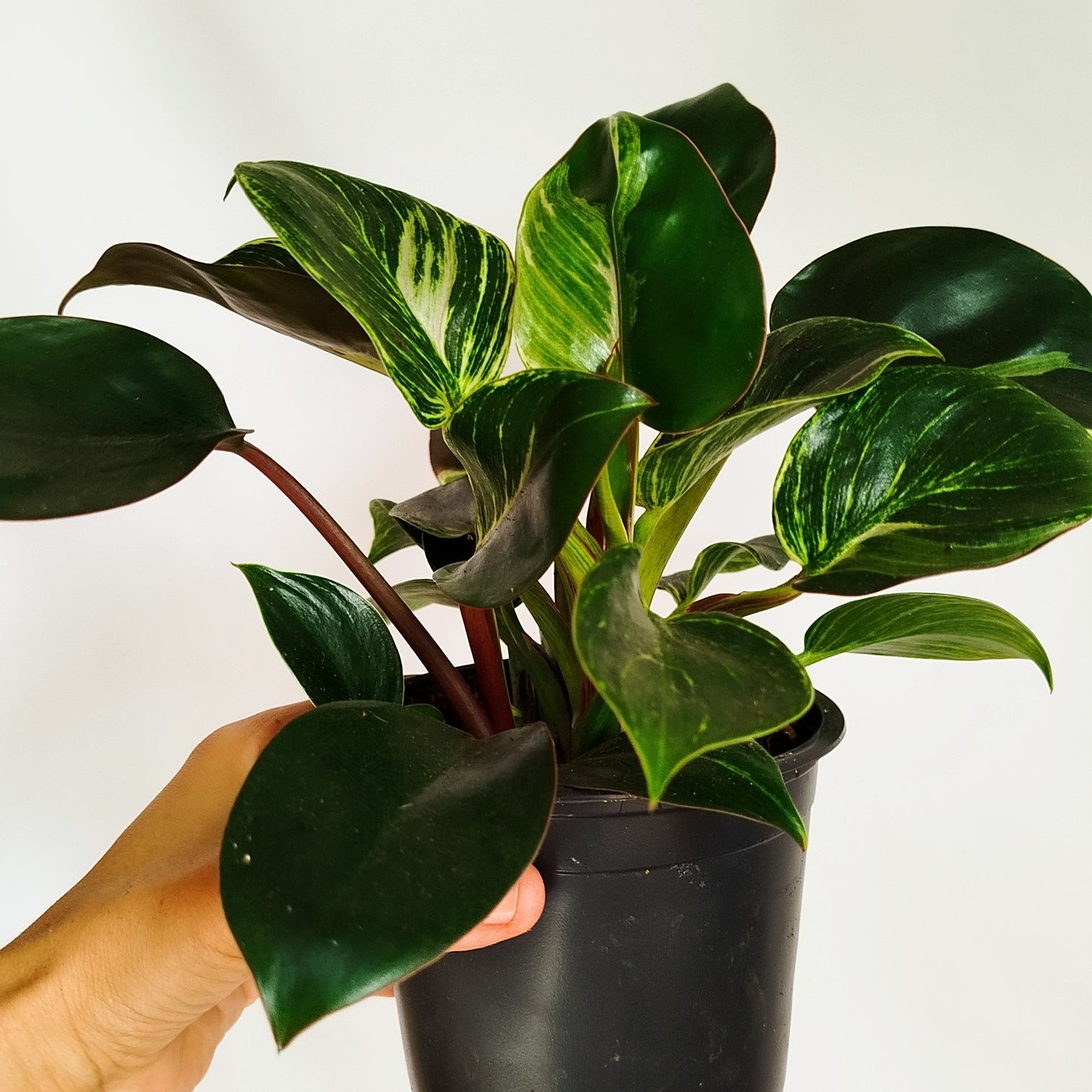 Philodendron Birkin